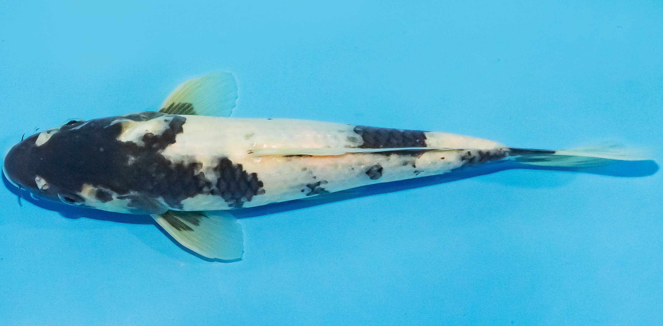 Koi 25-30cm Nr. 1503