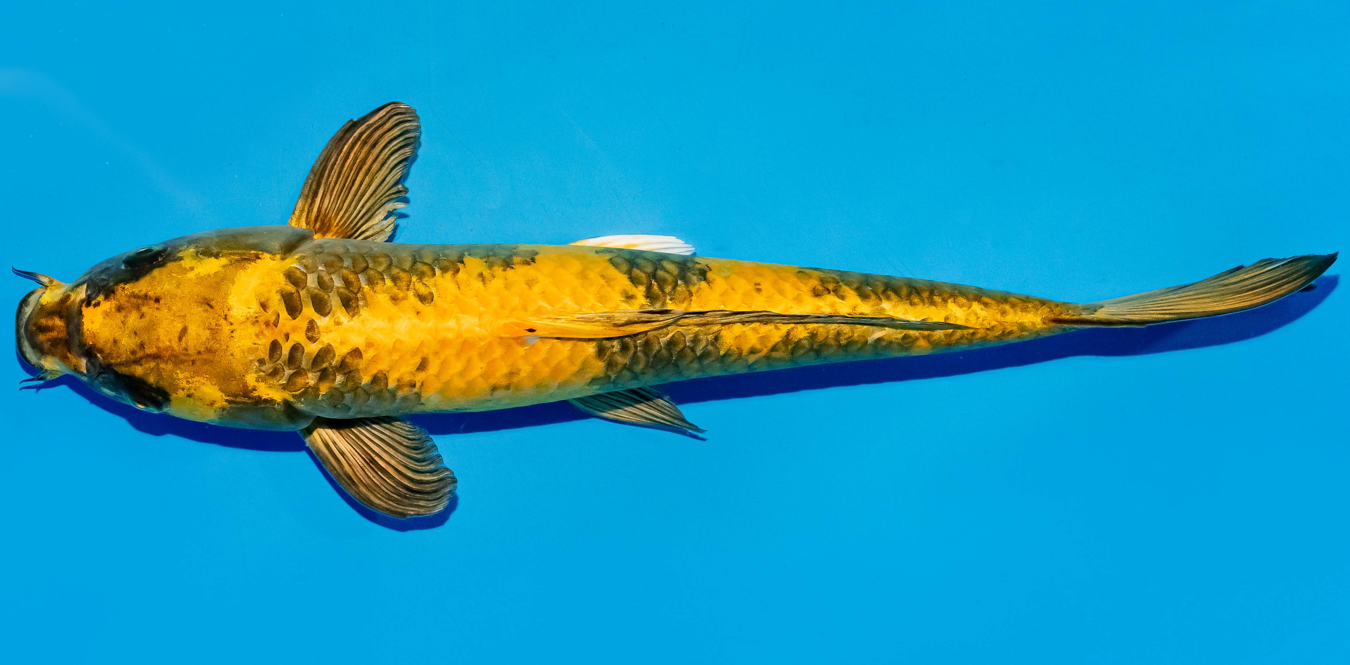 Koi 35-40cm Nr. 5088