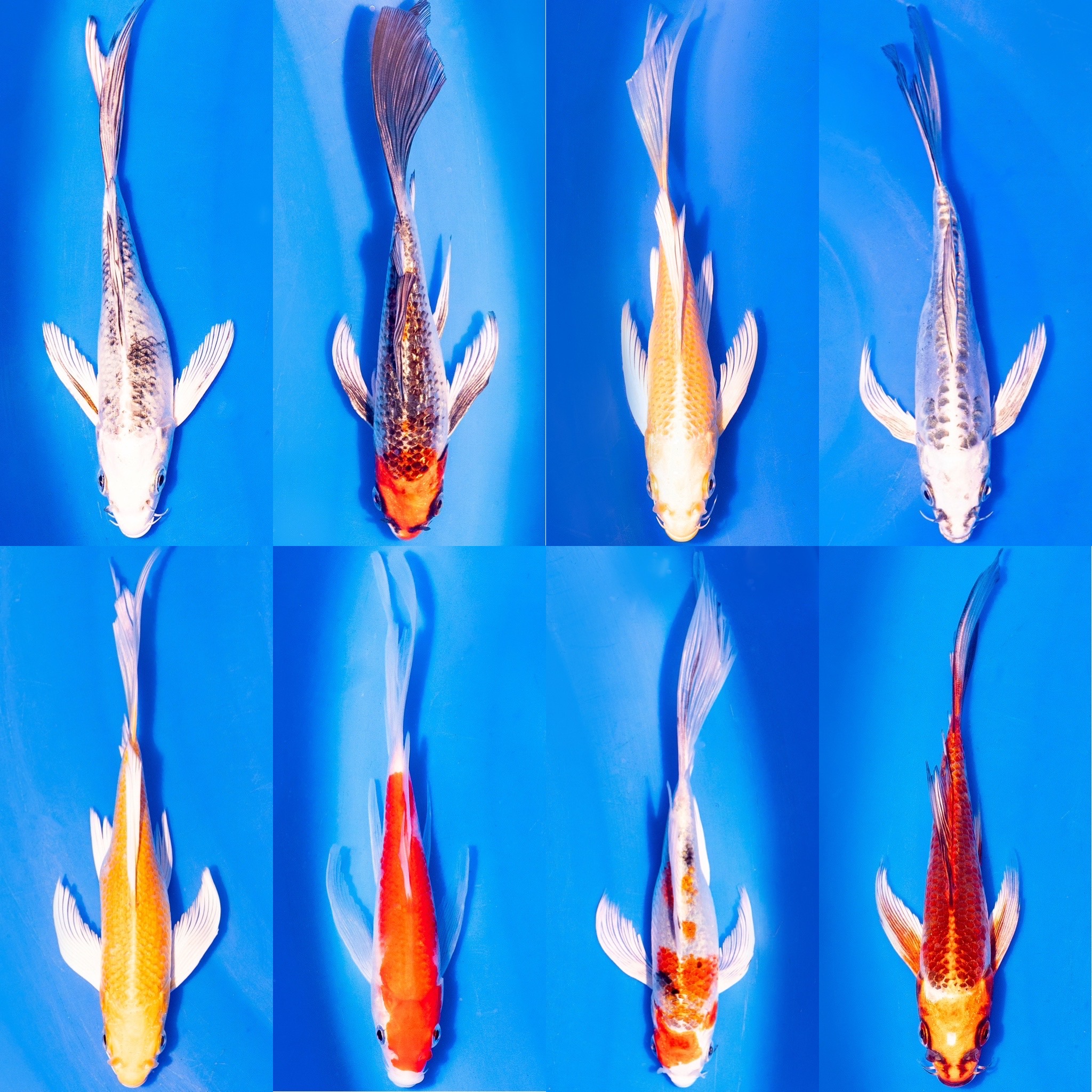 Butterfly Koi Standard Quality