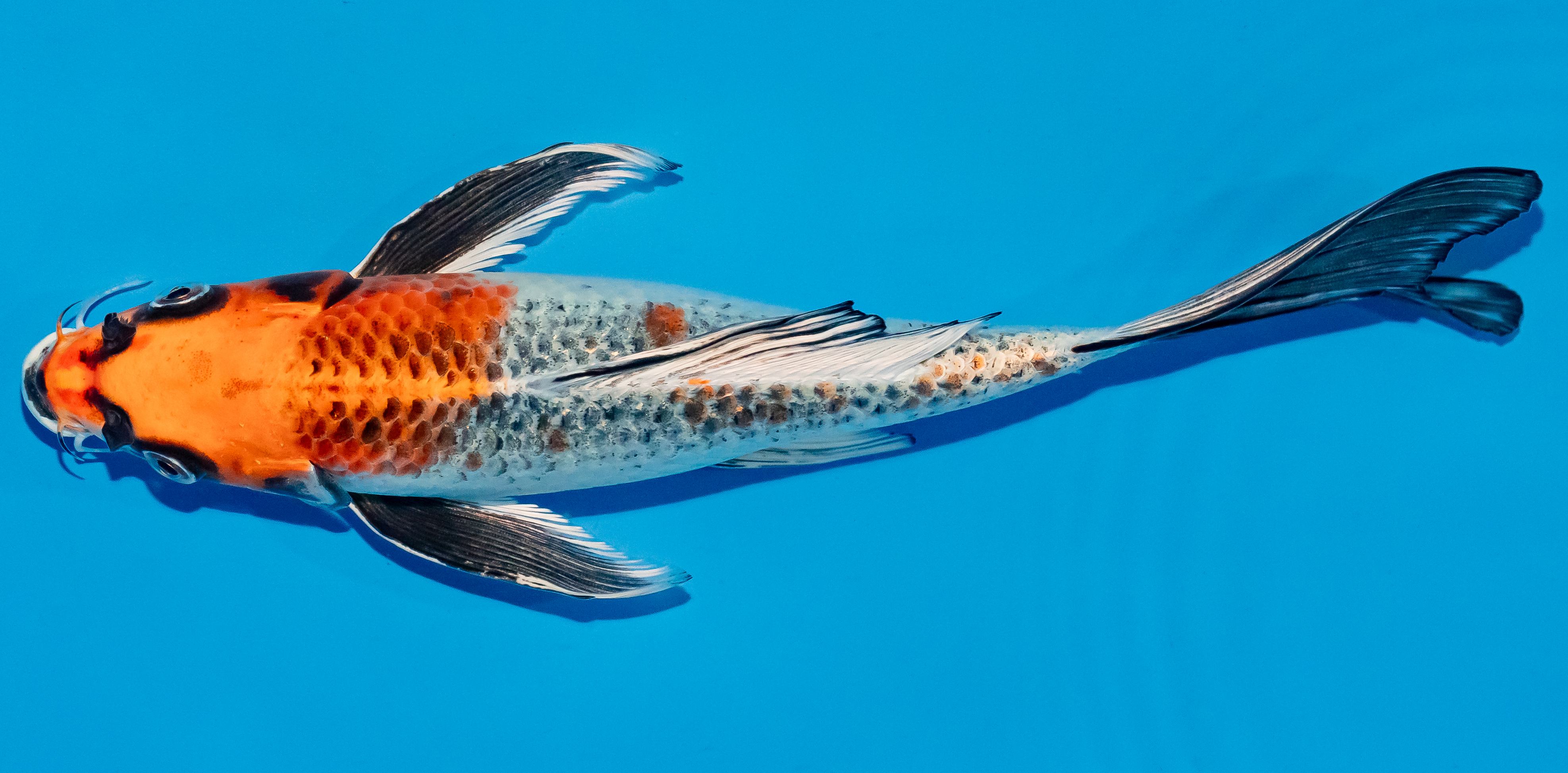 Butterfly Koi 25-30cm Nr. 2319