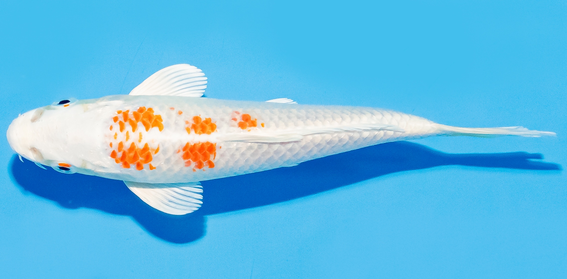 Koi 14-17cm Nr. 8133
