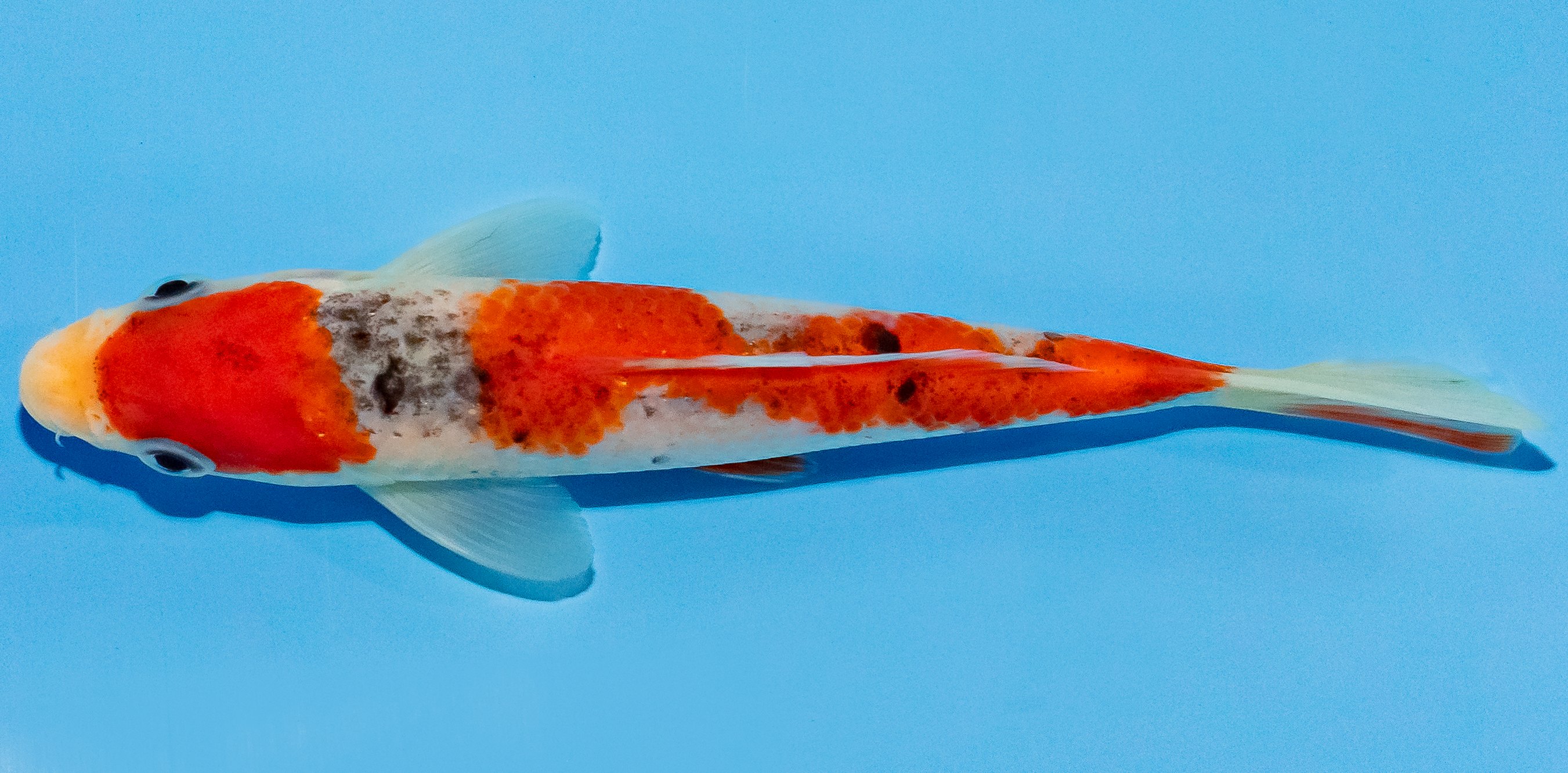 Koi 14-17cm Nr. 2767