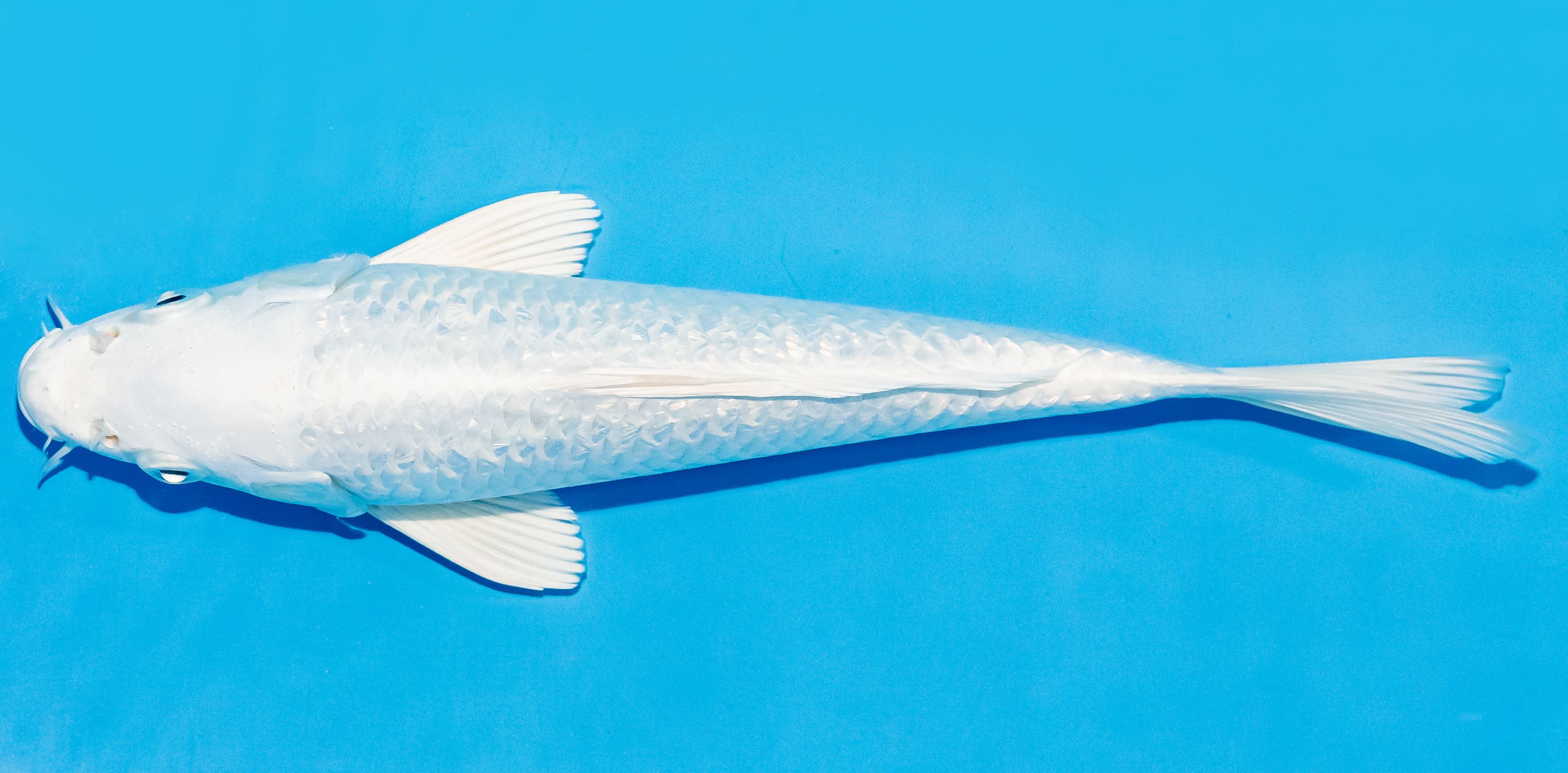 Koi 25-30cm Nr. 8309