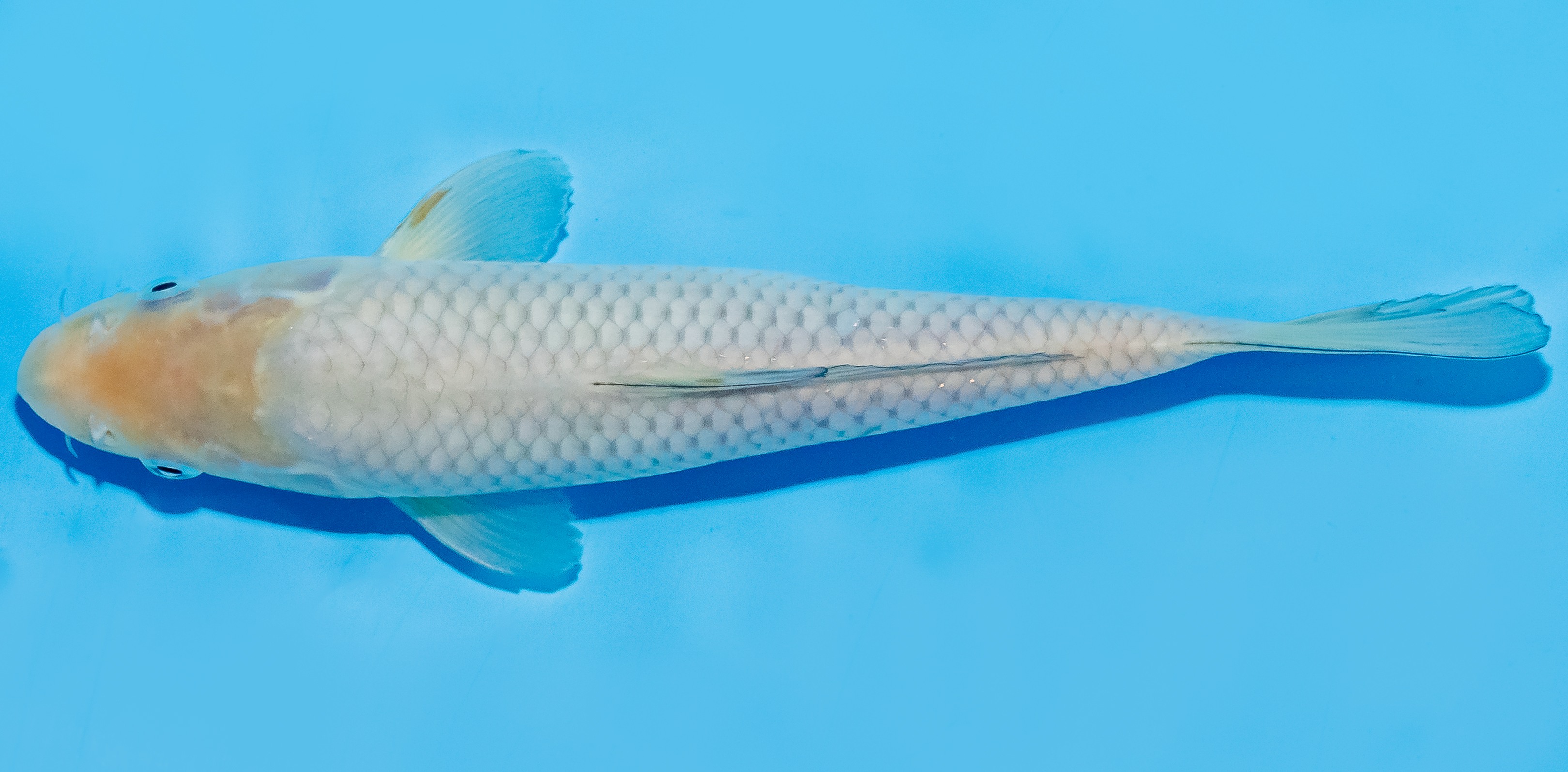 Koi 17-20cm Nr. 7232