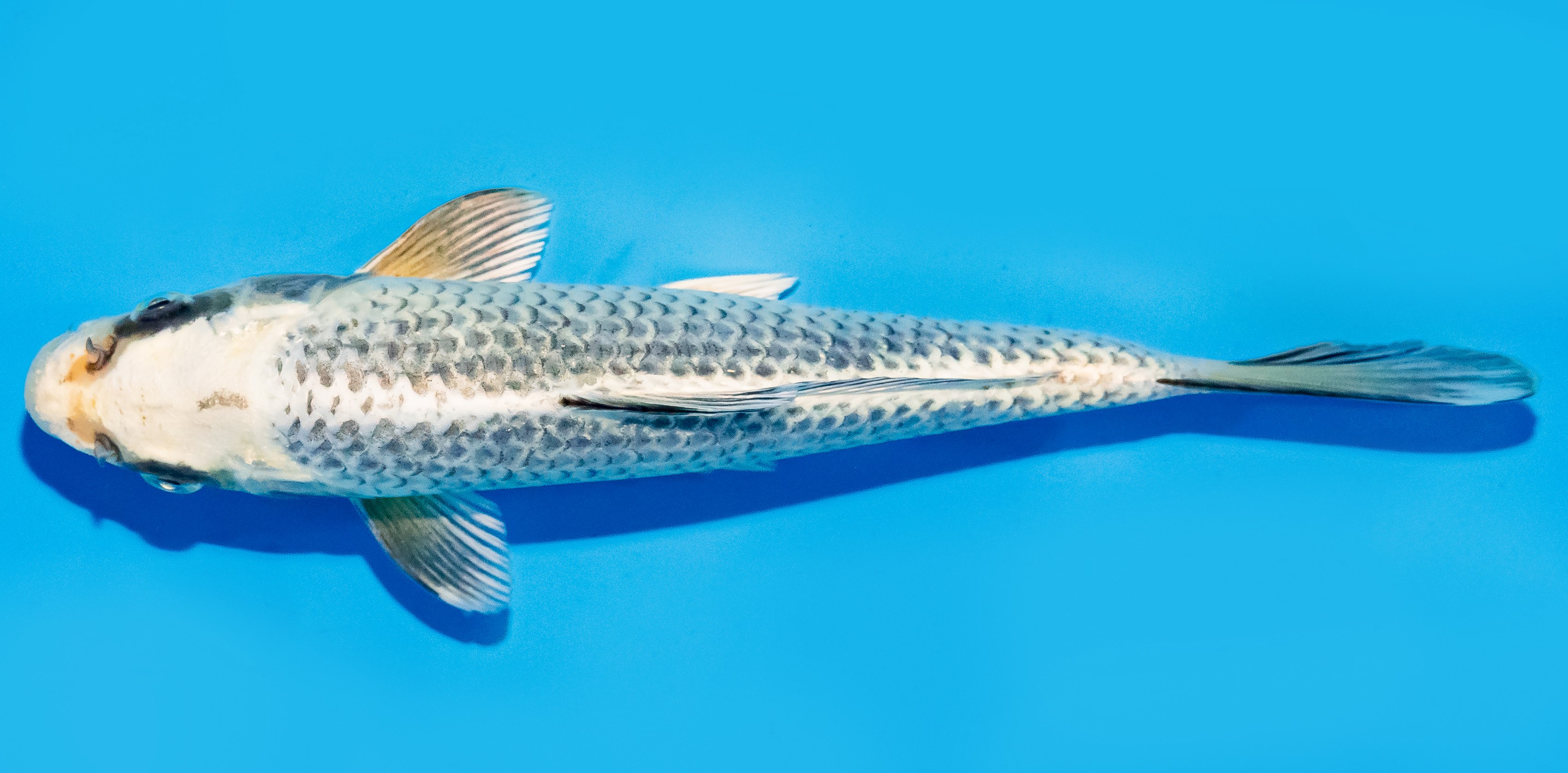 Koi 20-25cm Nr. 7588