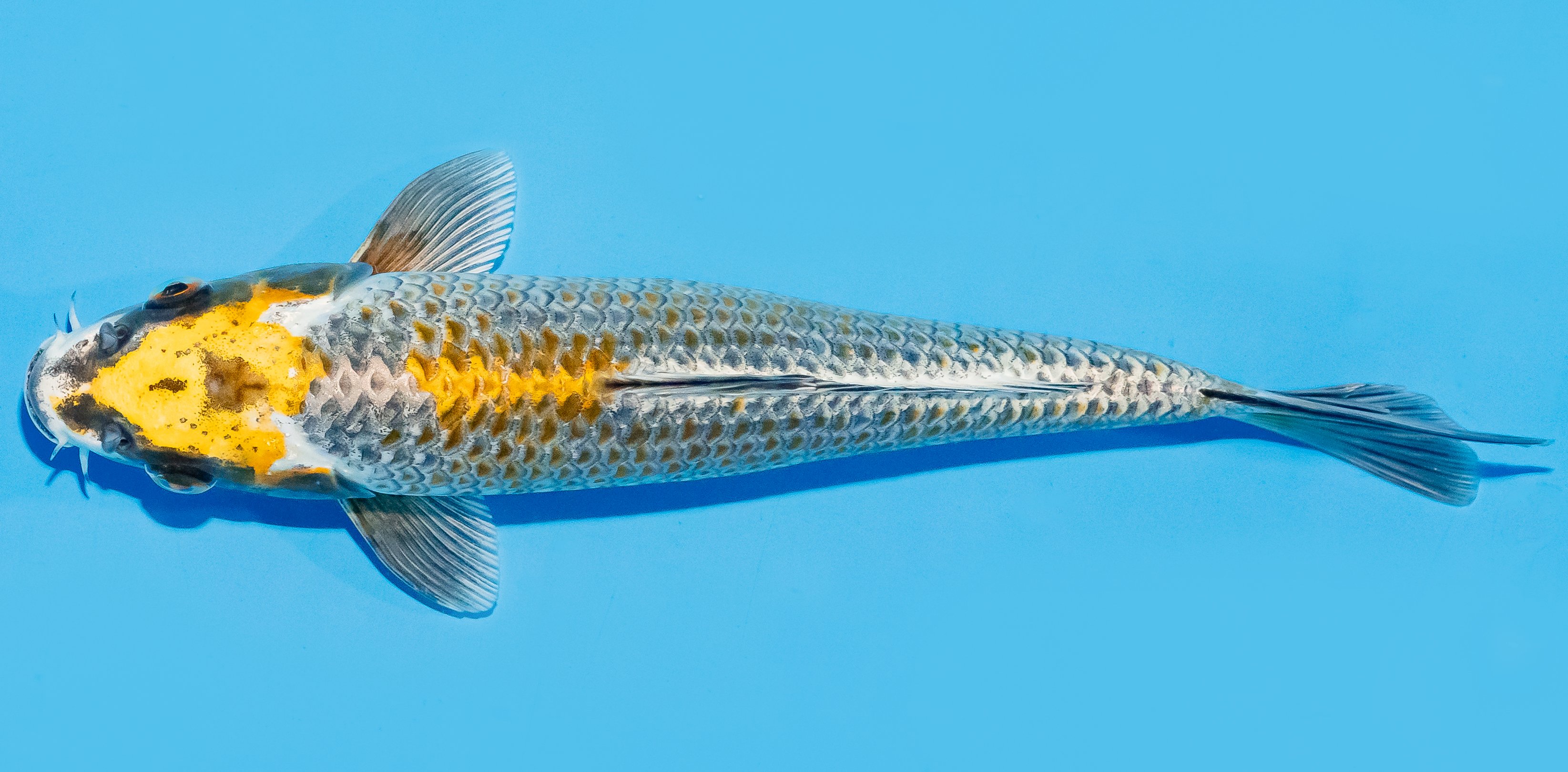 Koi 25-30cm Nr. 8308
