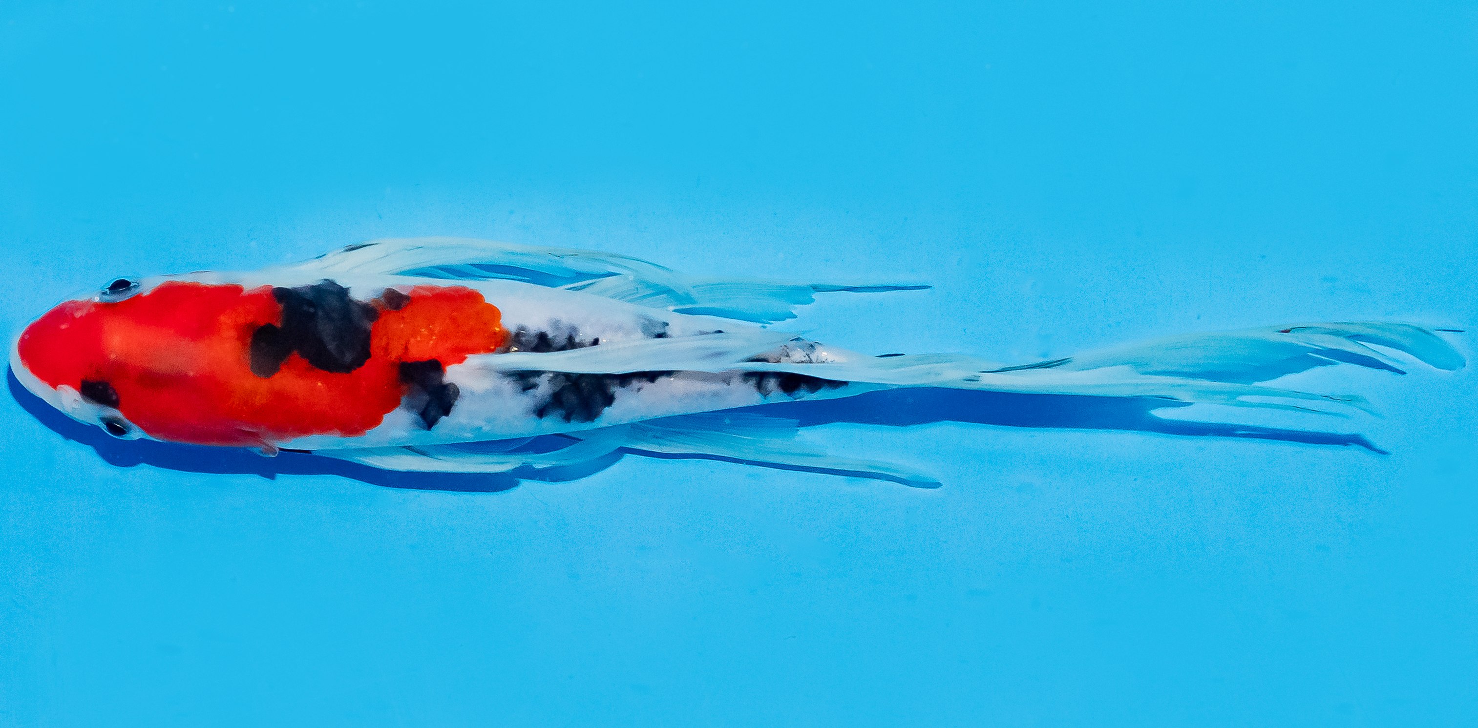 Butterfly Koi 20-25cm Nr. 8538