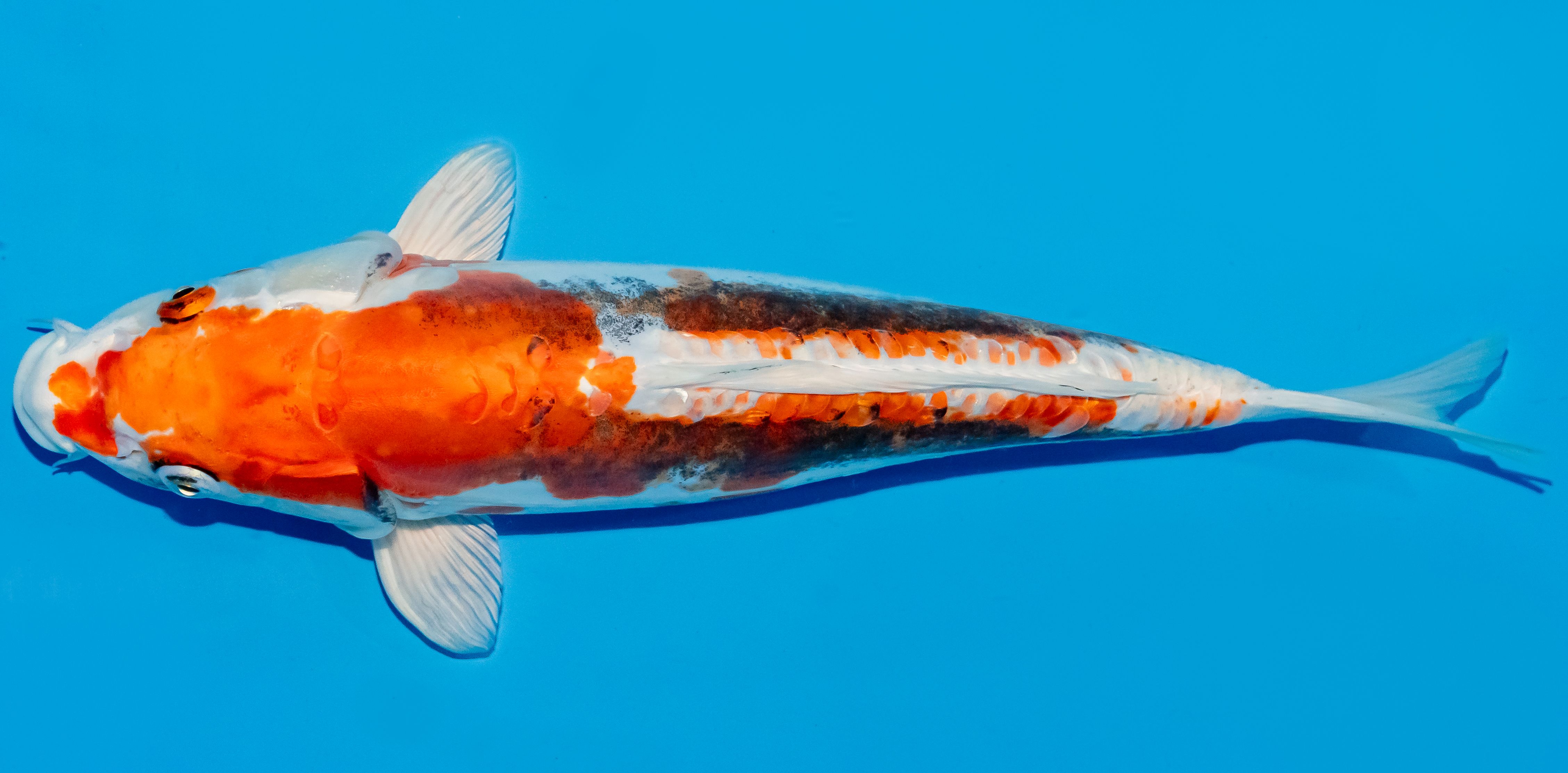 Koi 35-40cm Nr. 5077