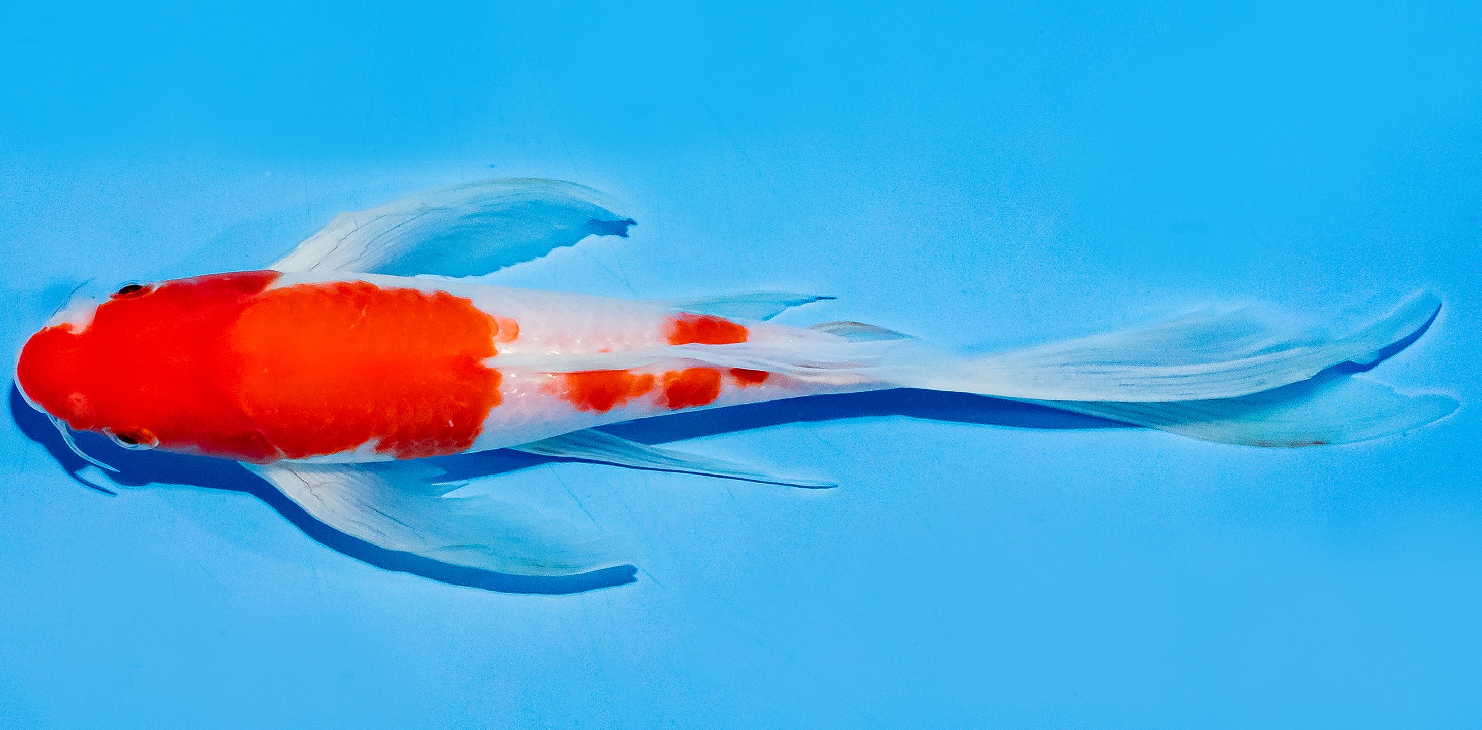 Butterfly Koi 20-25cm Nr. 8567