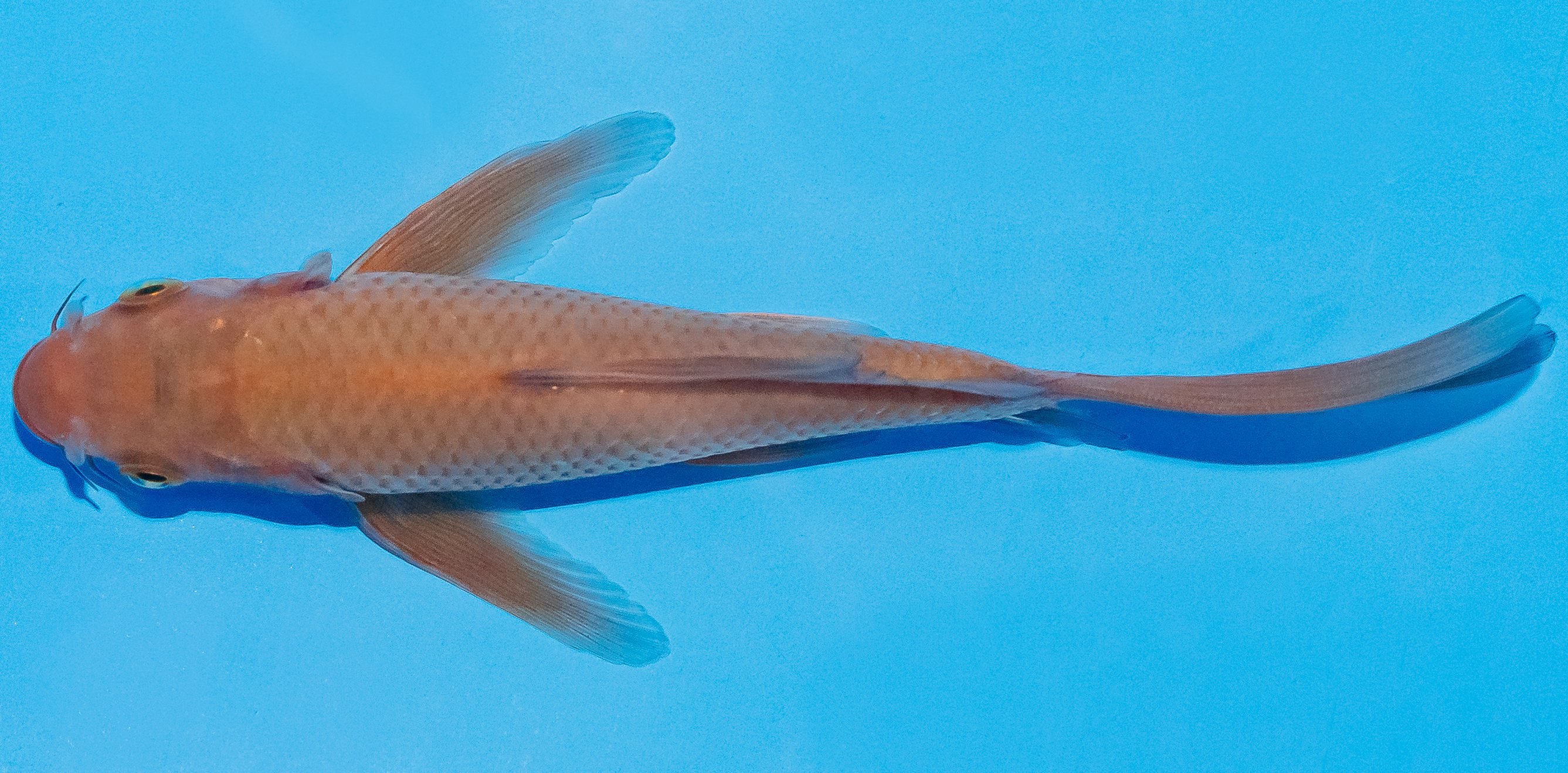 Butterfly Koi 14-17cm Nr. 2519