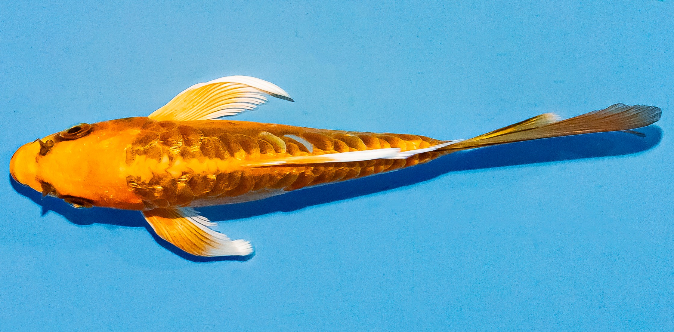 Butterfly Koi 14-17cm Nr. 5726