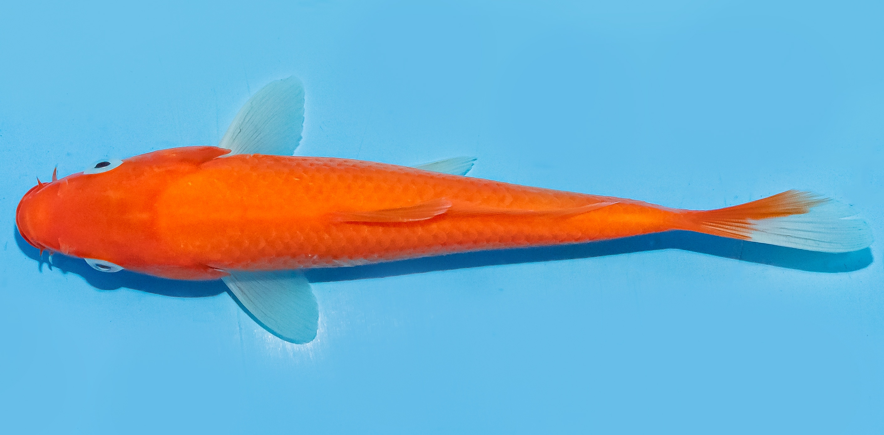 Koi 20-25cm Nr. 8426