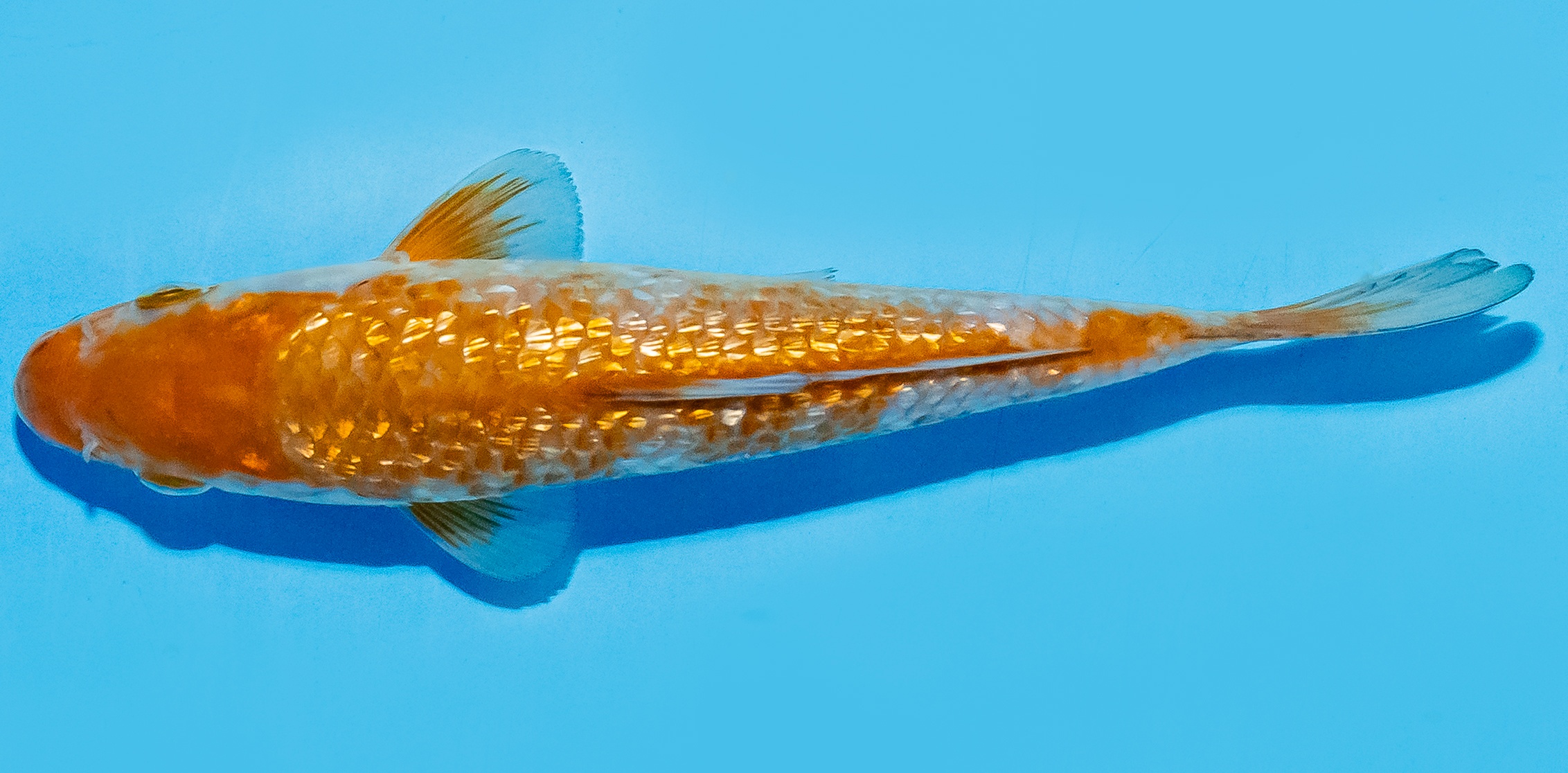 Koi 14-17cm Nr. 8063