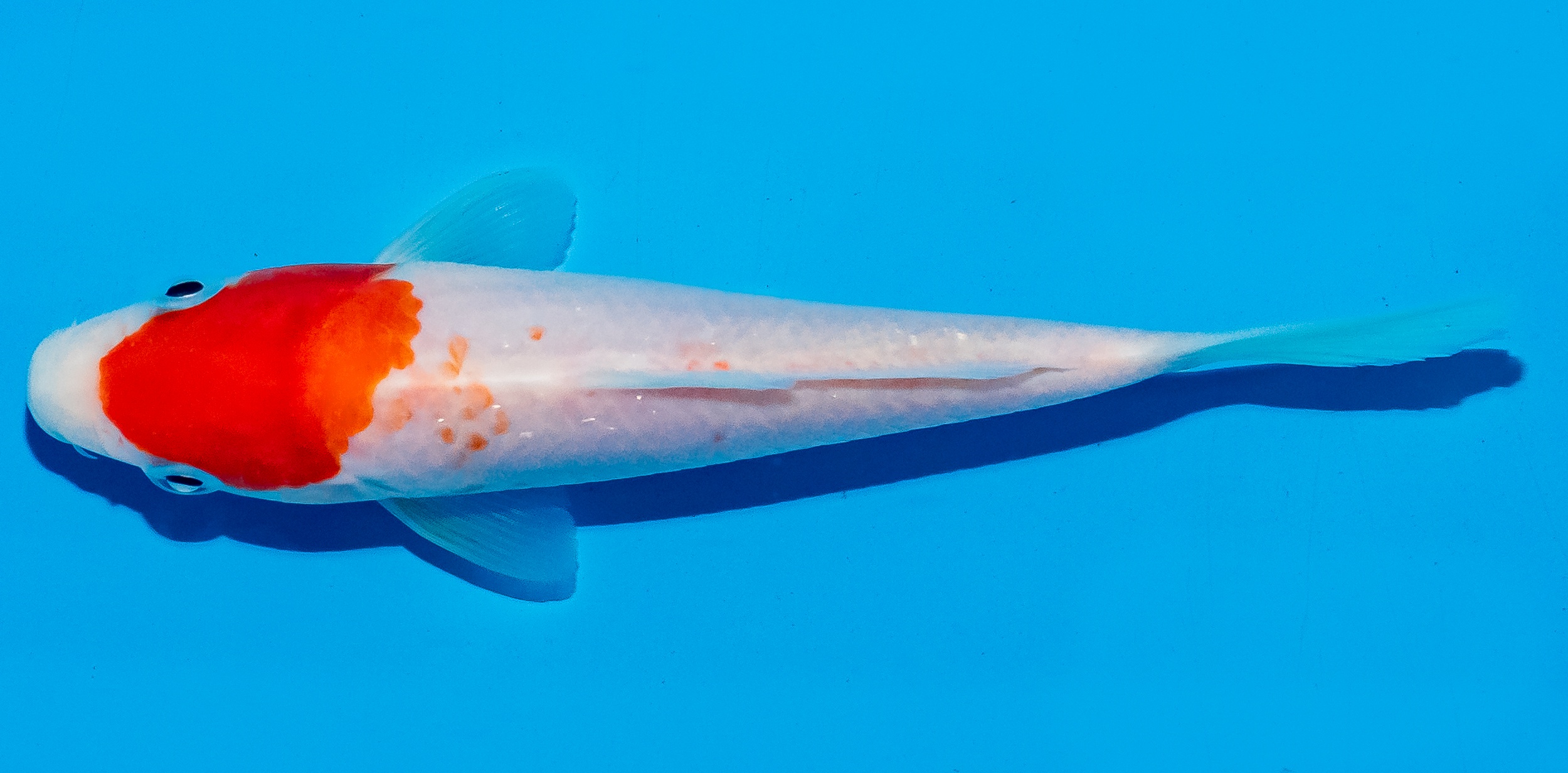 Koi 14-17cm Nr. 6154