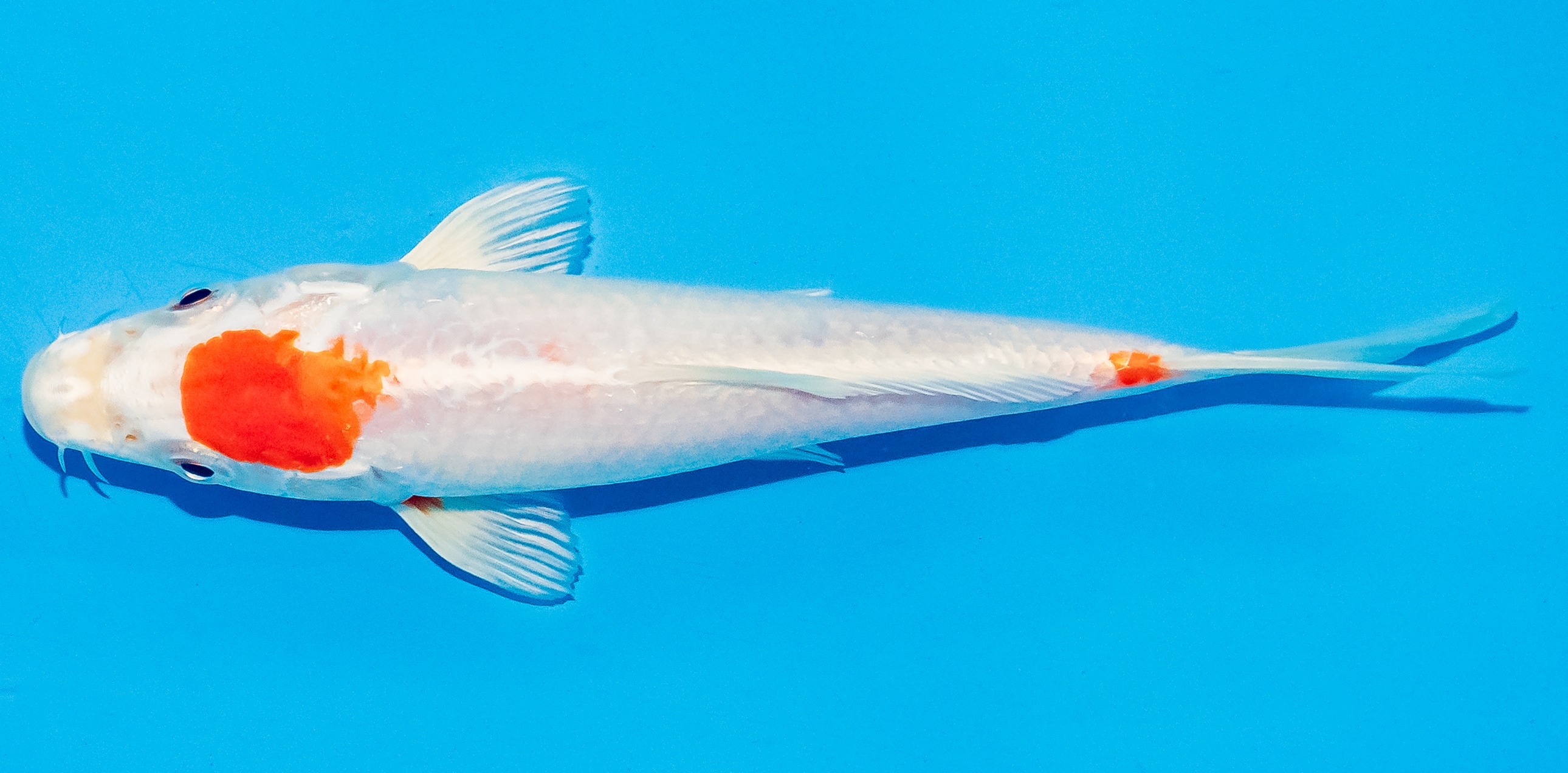 Koi 17-20cm Nr. 4519