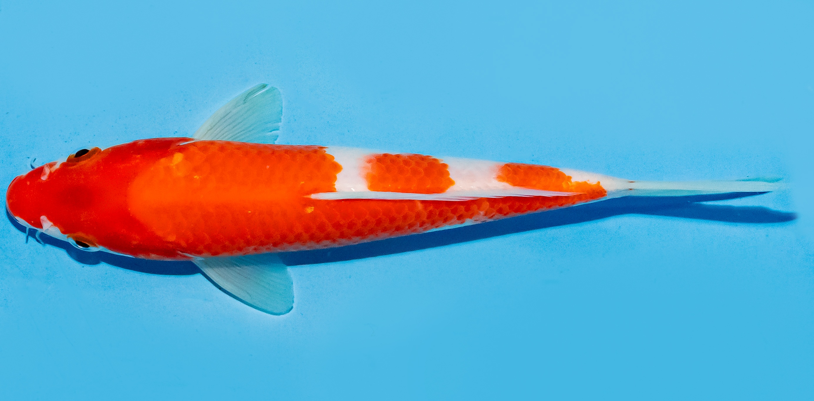 Koi 17-20cm Nr. 8794