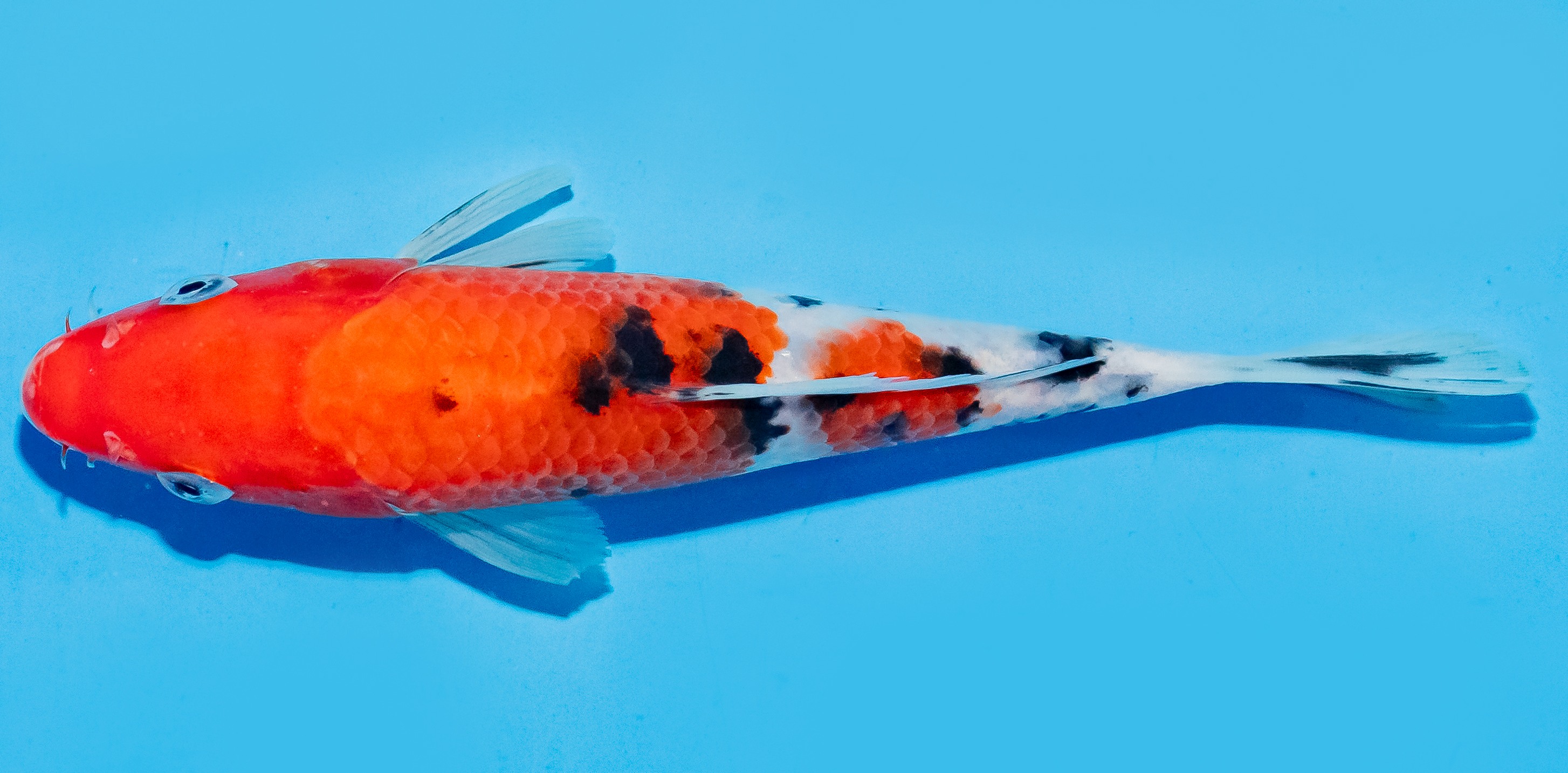 Koi 17-20cm Nr. 6567