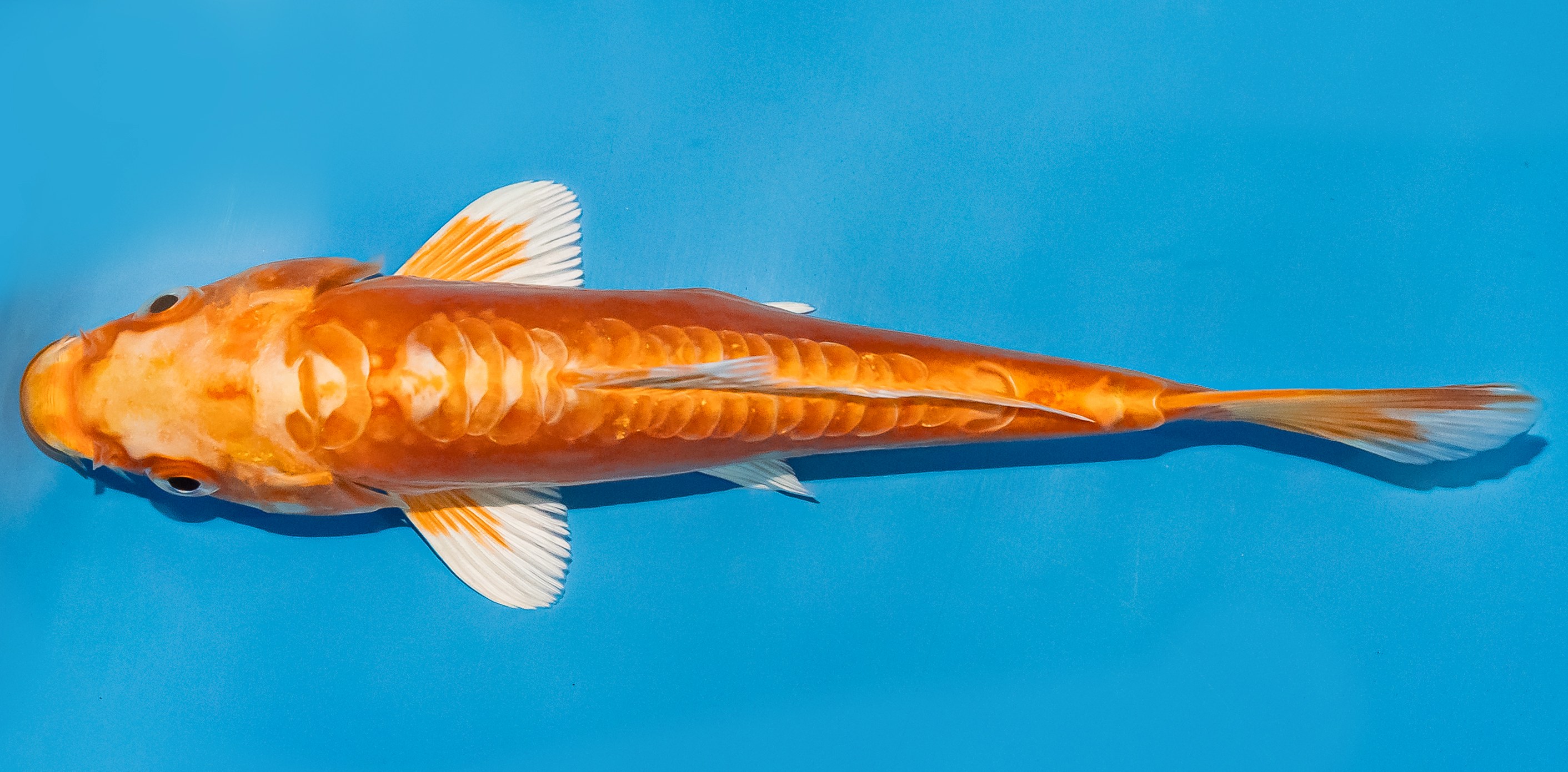 Koi 14-17cm Nr. 3634