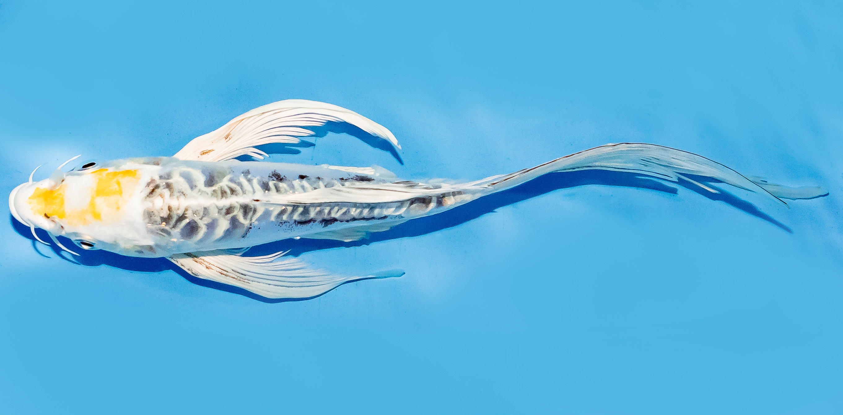 Butterfly Koi 17-20cm Nr. 6915
