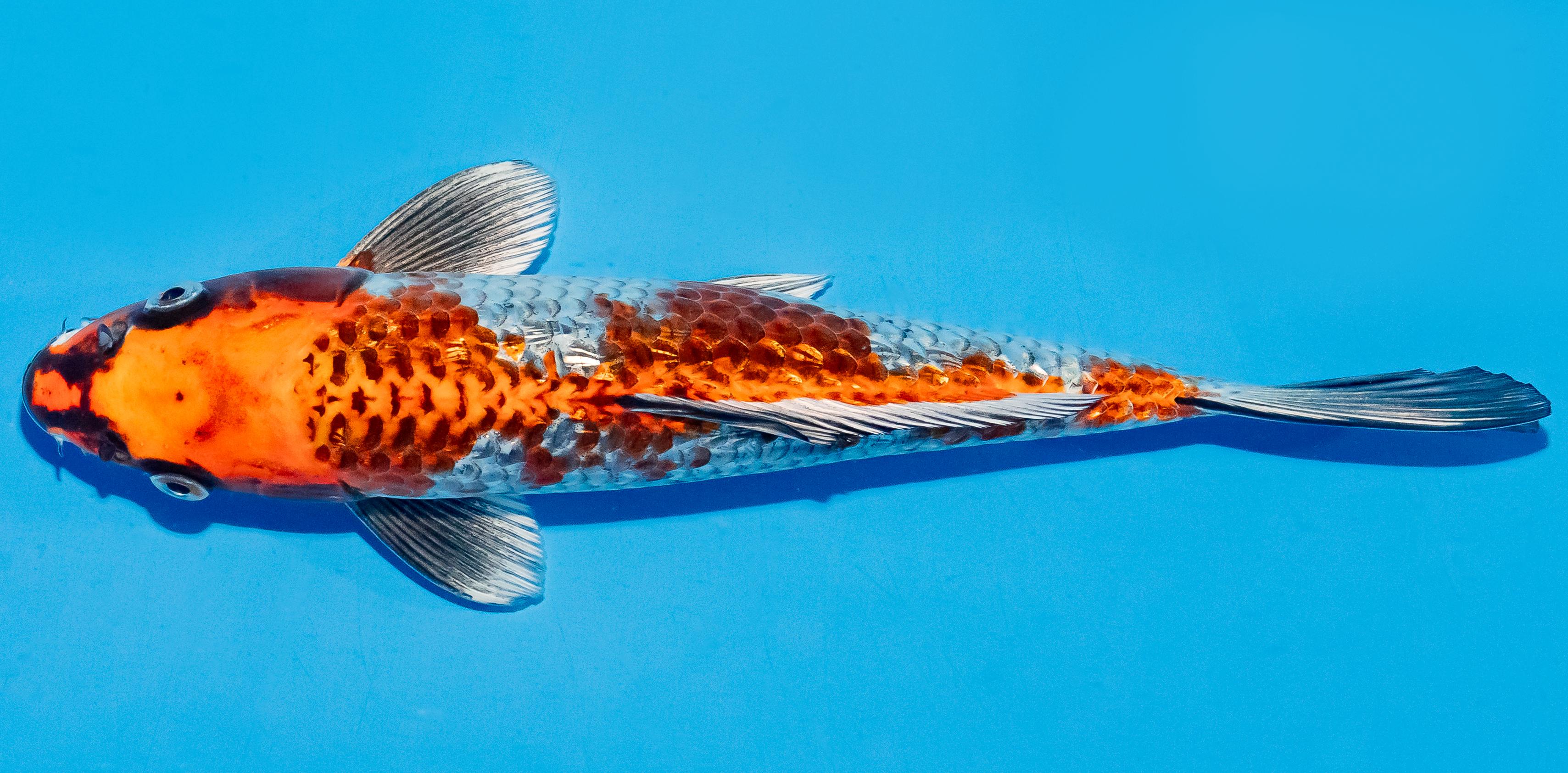 Koi 25-30cm Nr. 6275