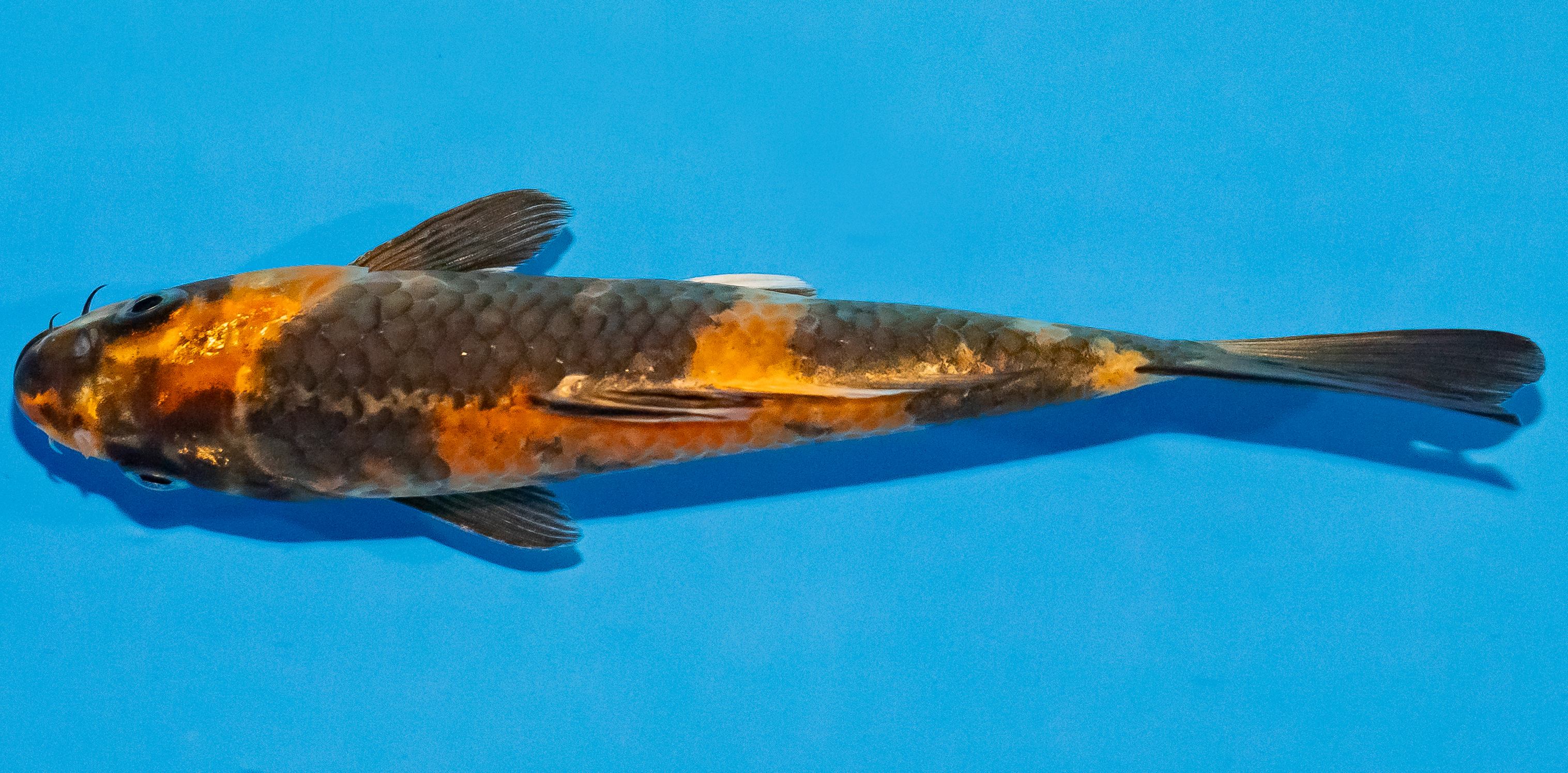 Koi 17-20cm Nr. 2007