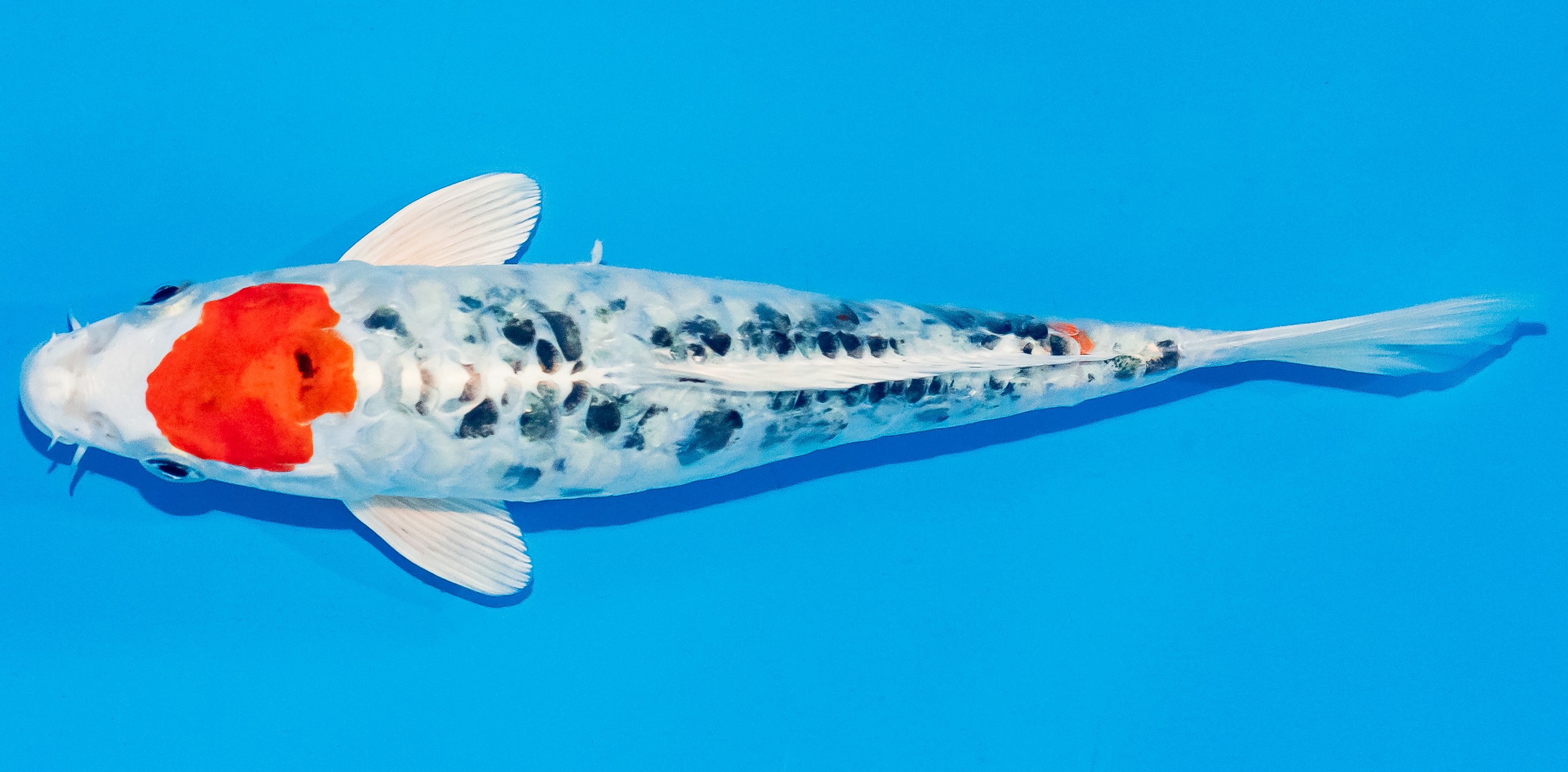 Koi 17-20cm Nr. 3306