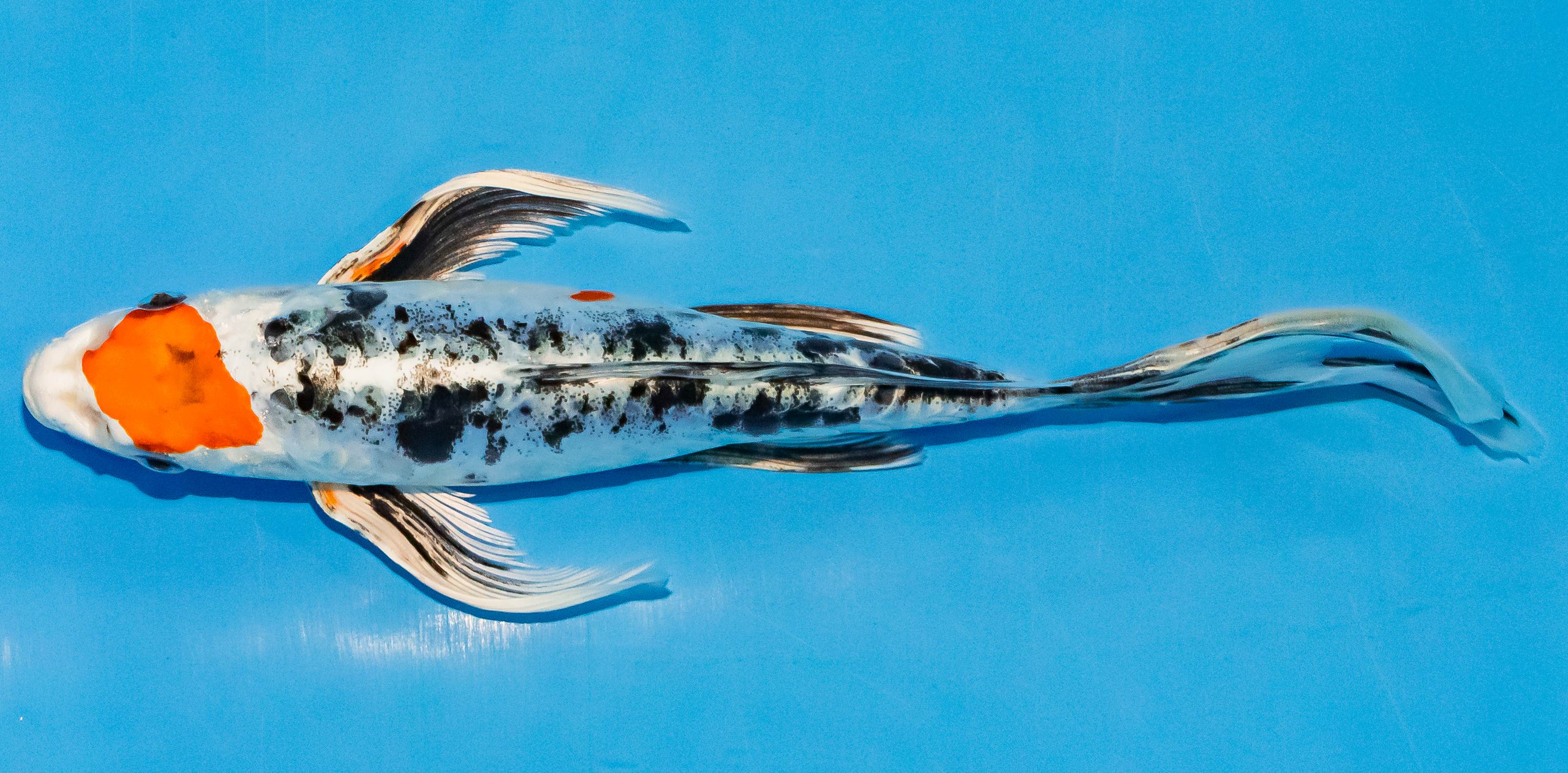 Butterfly Koi 20-25cm Nr. 3334