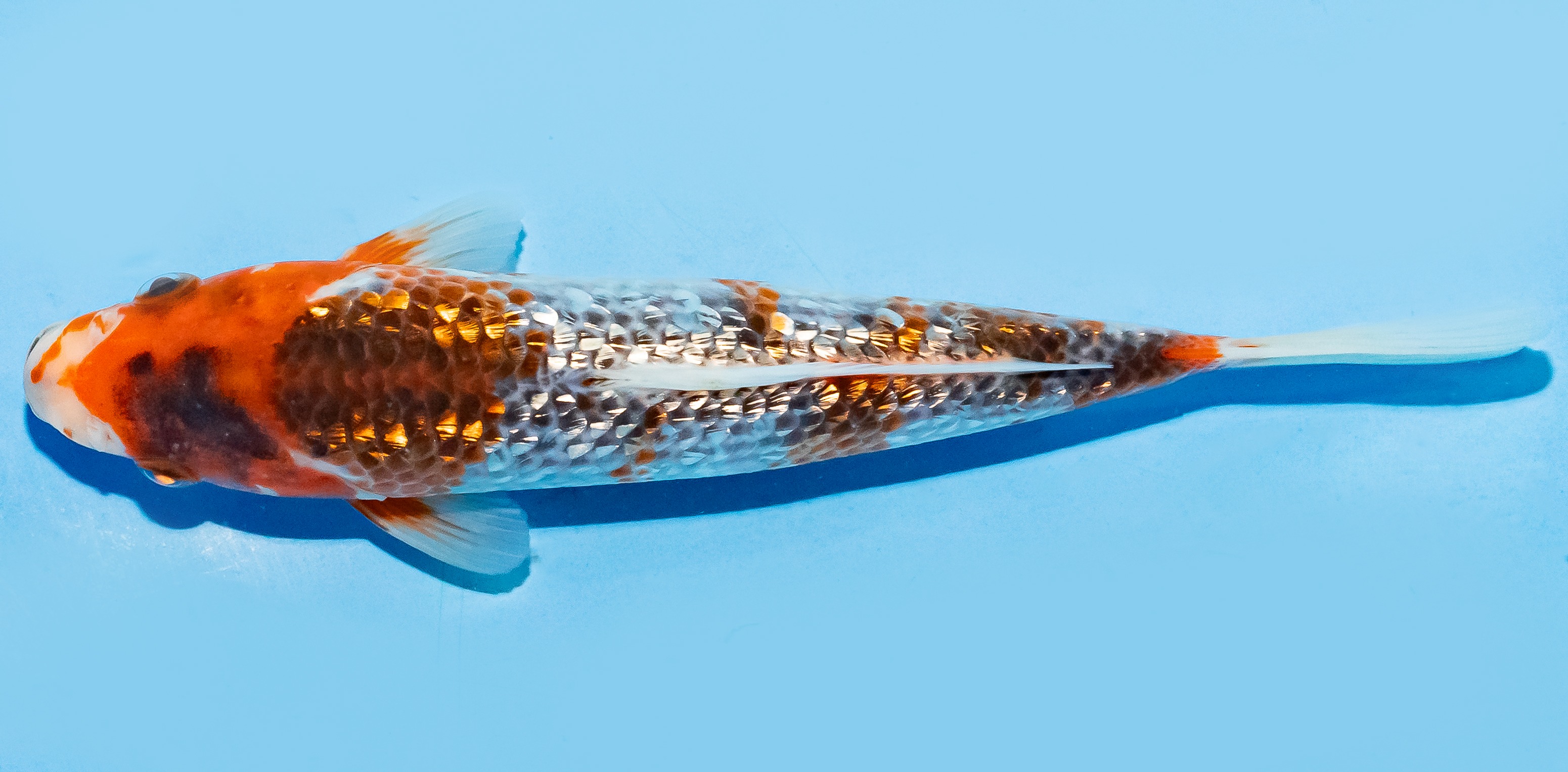 Koi 20-25cm Nr. 6659