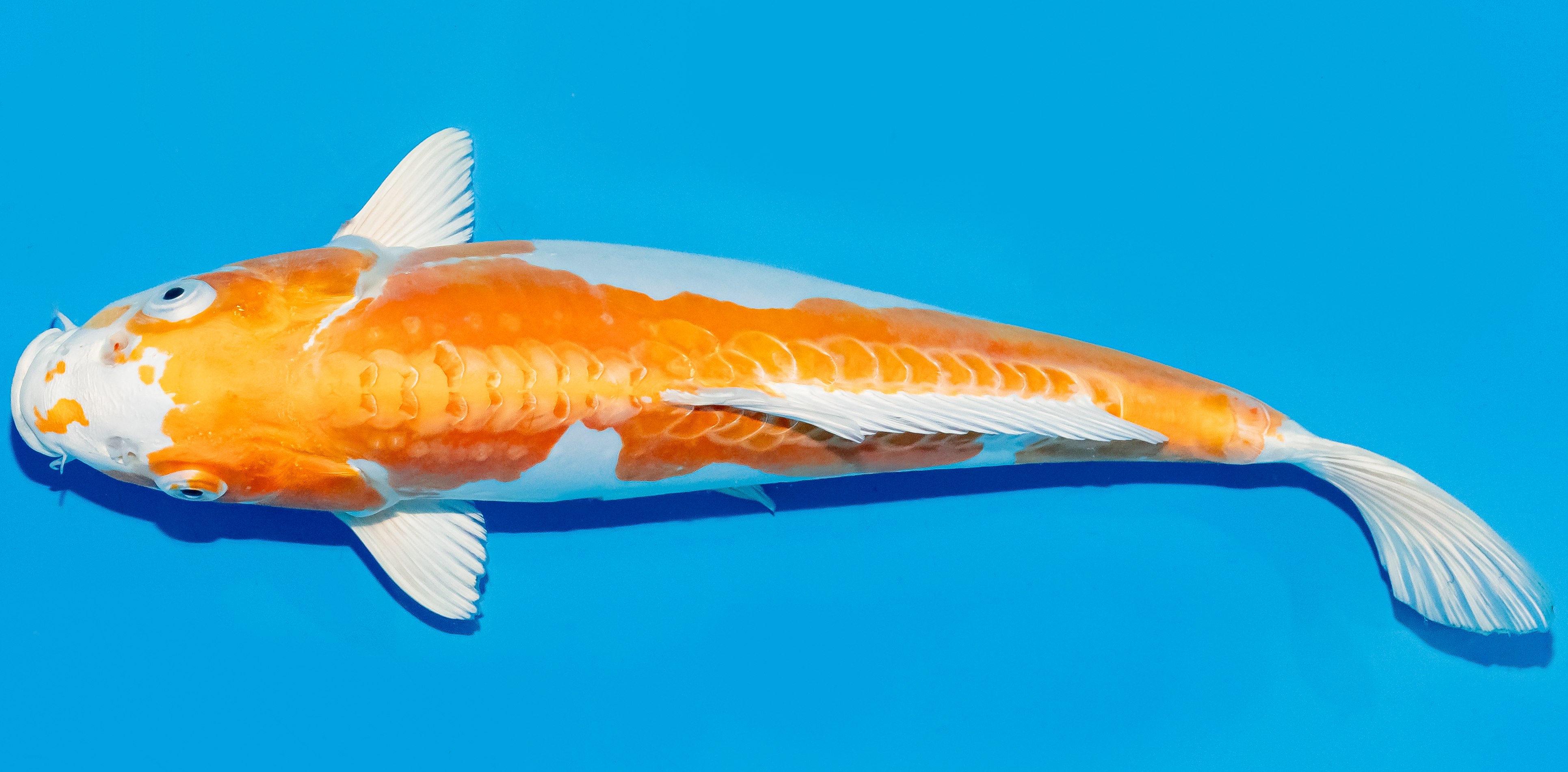 Koi 30-35cm Nr. 6345