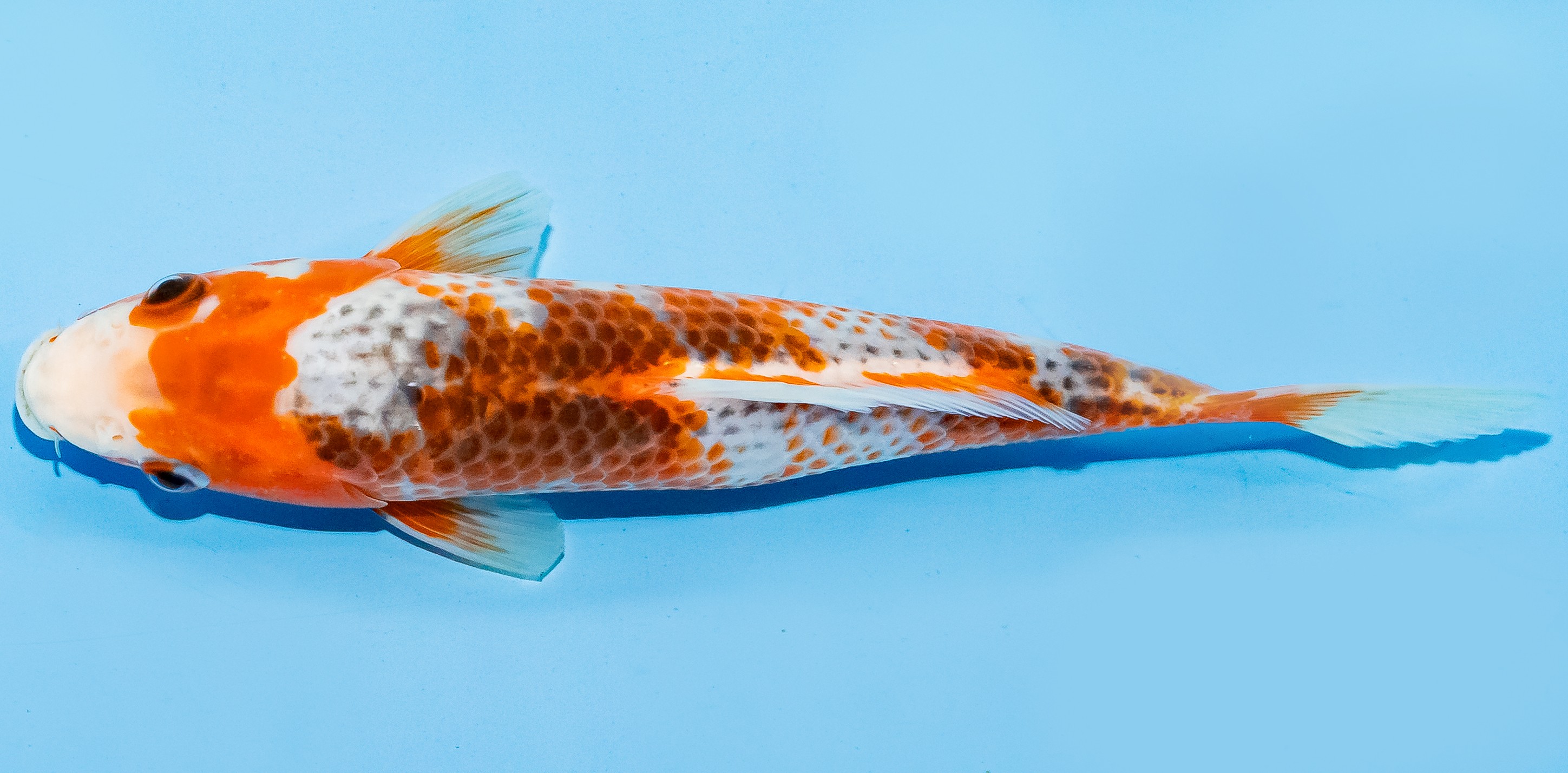 Koi 20-25cm Nr. 6662