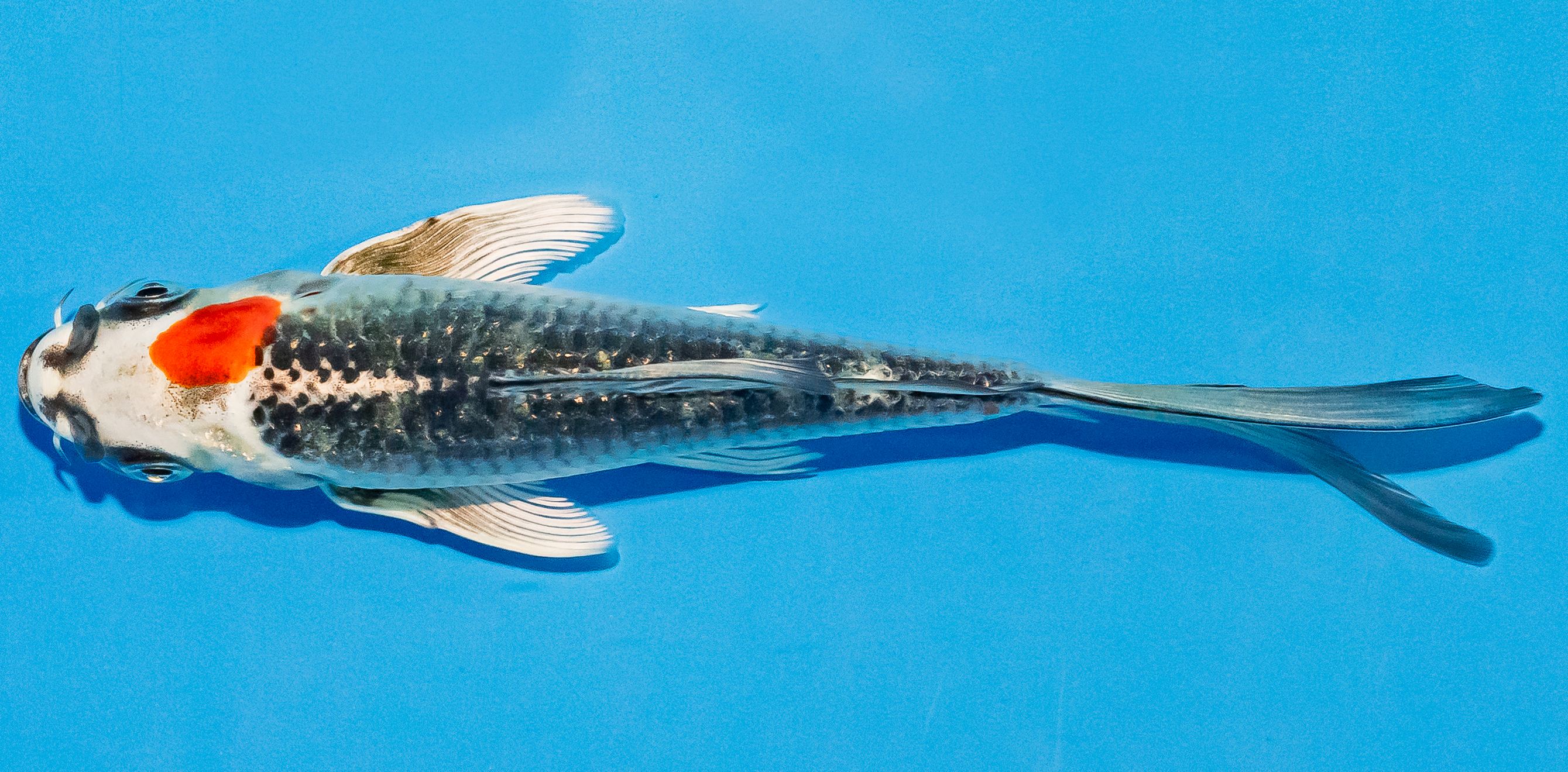 Butterfly Koi 14-17cm Nr. 2517