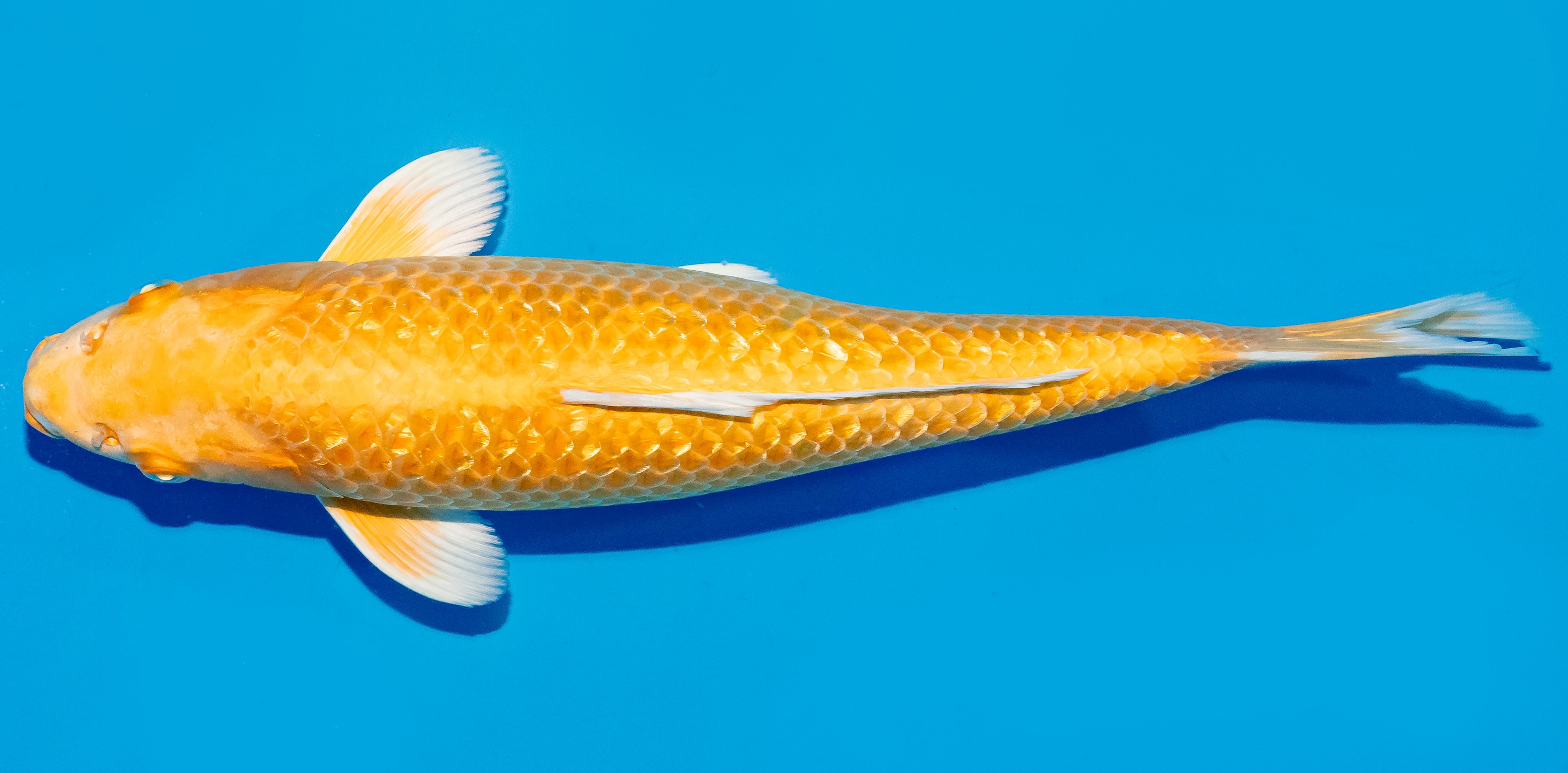Koi 30-35cm Nr. 6337