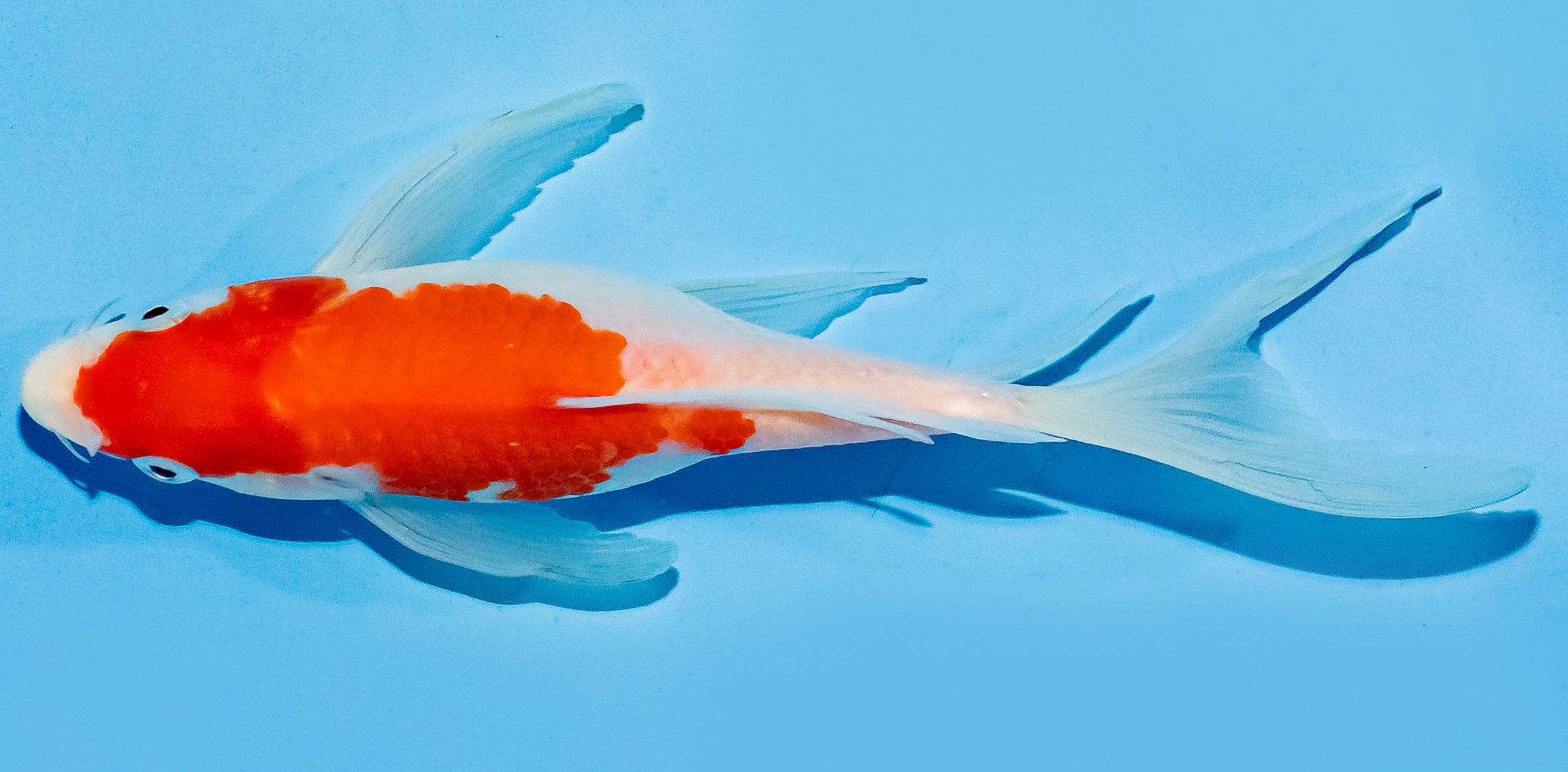 Butterfly Koi 17-20cm Nr. 6934