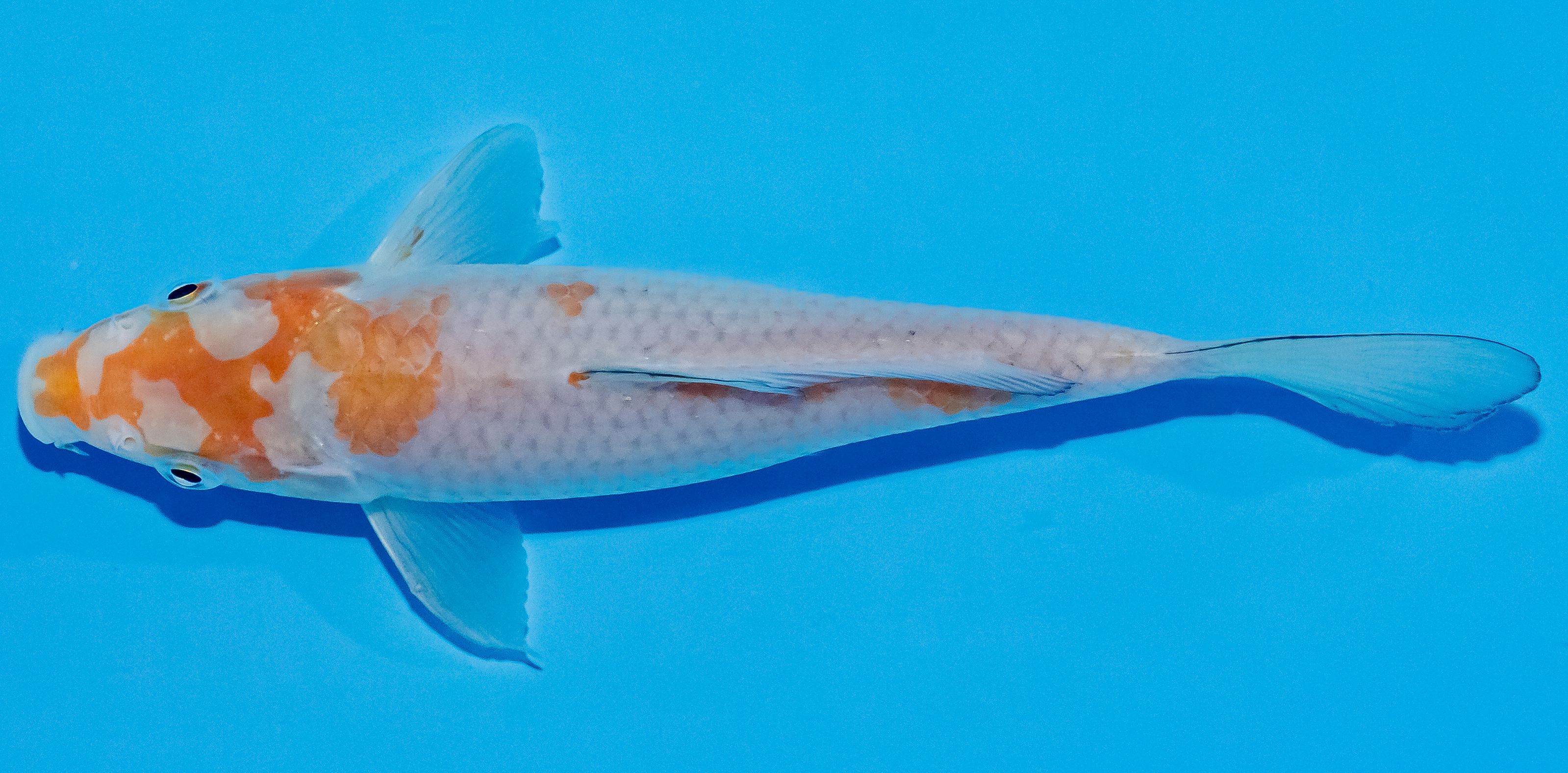 Koi 17-20cm Nr. 2081