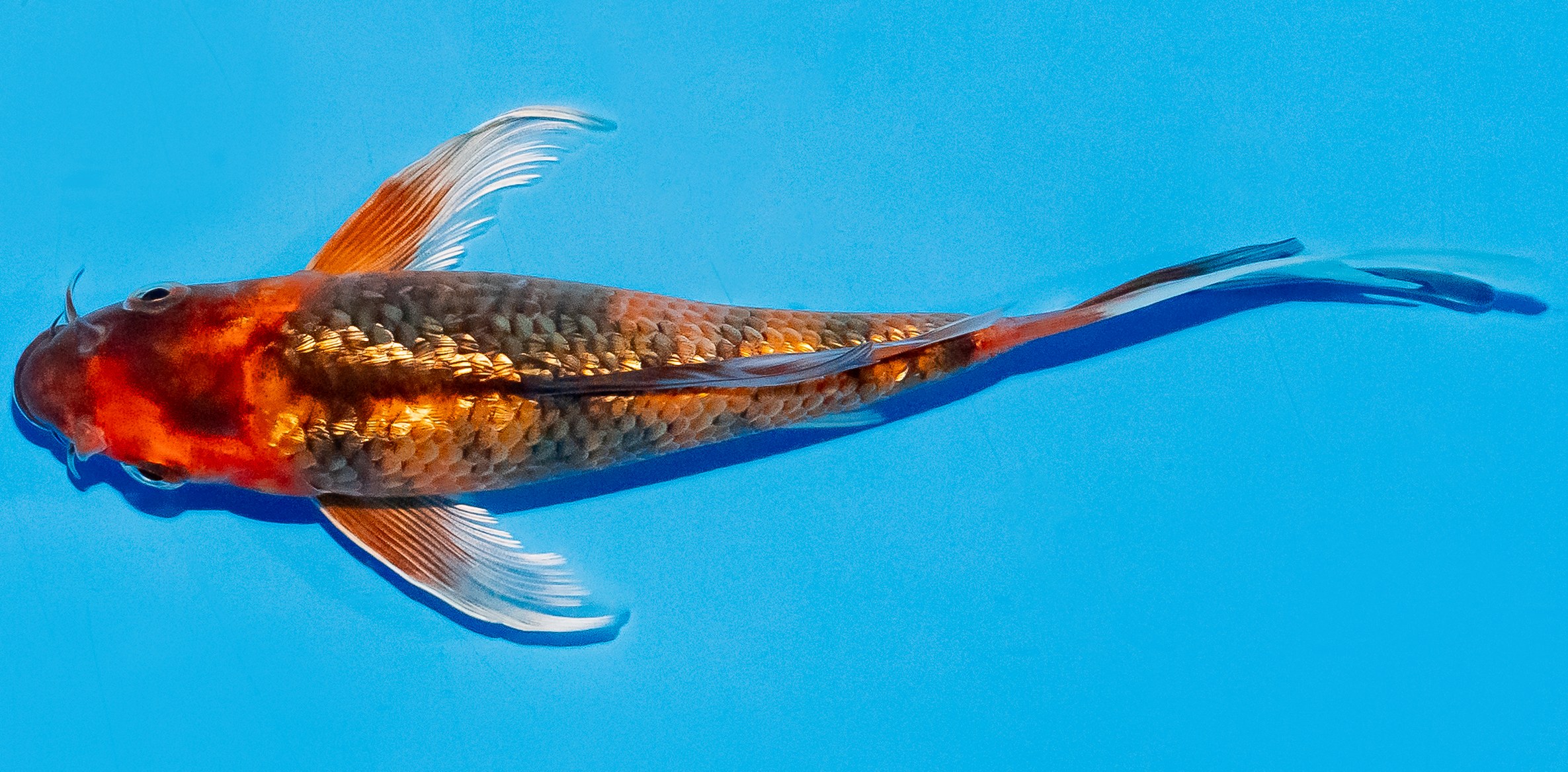 Butterfly Koi 20-25cm Nr. 5409