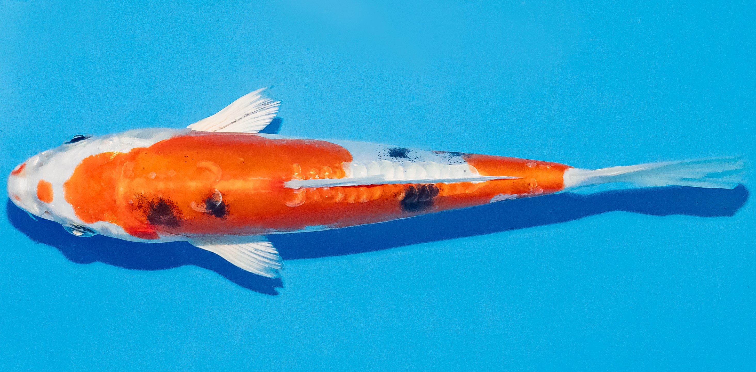 Koi 17-20cm Nr. 4515