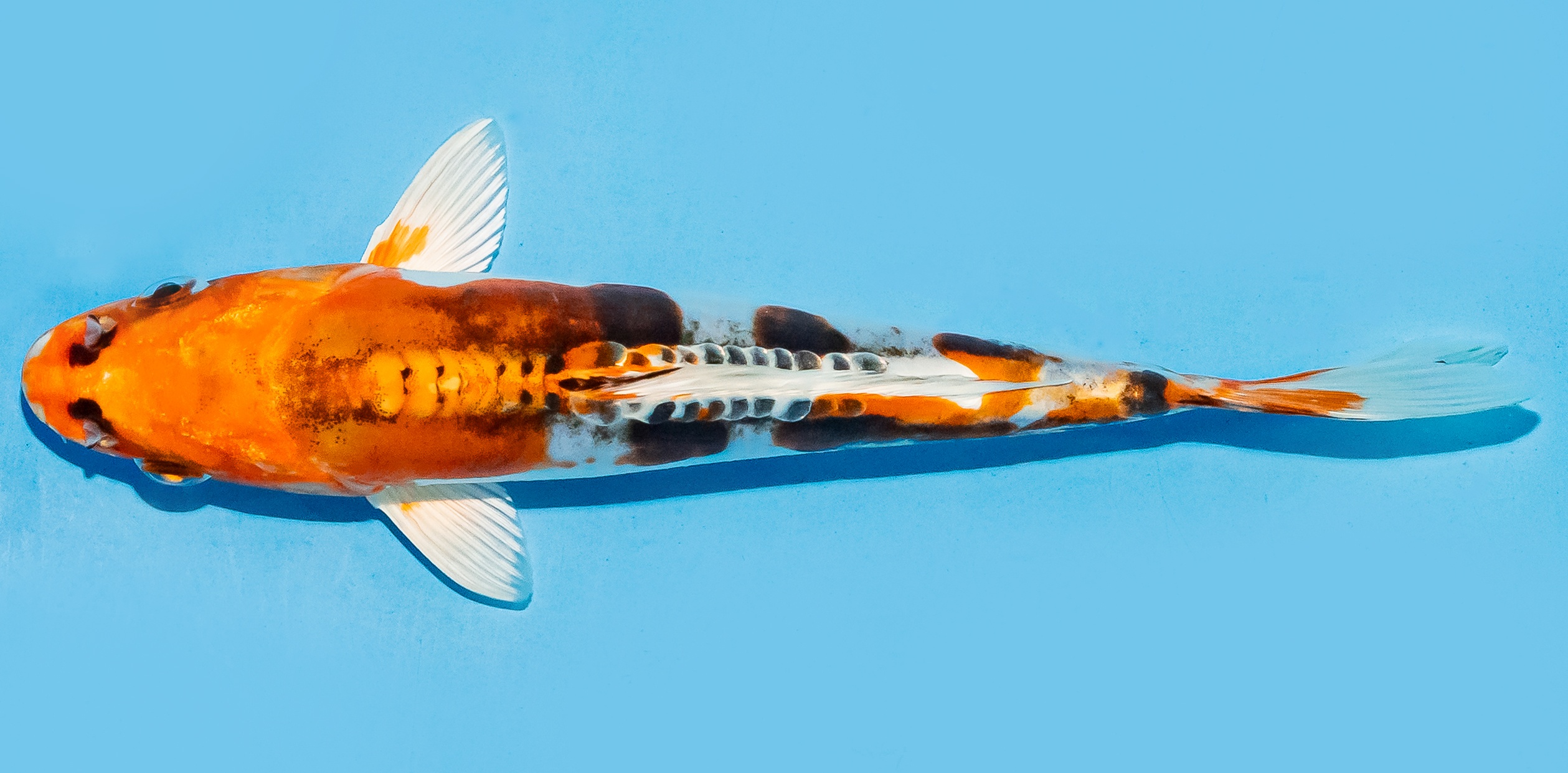 Koi 17-20cm Nr. 8709