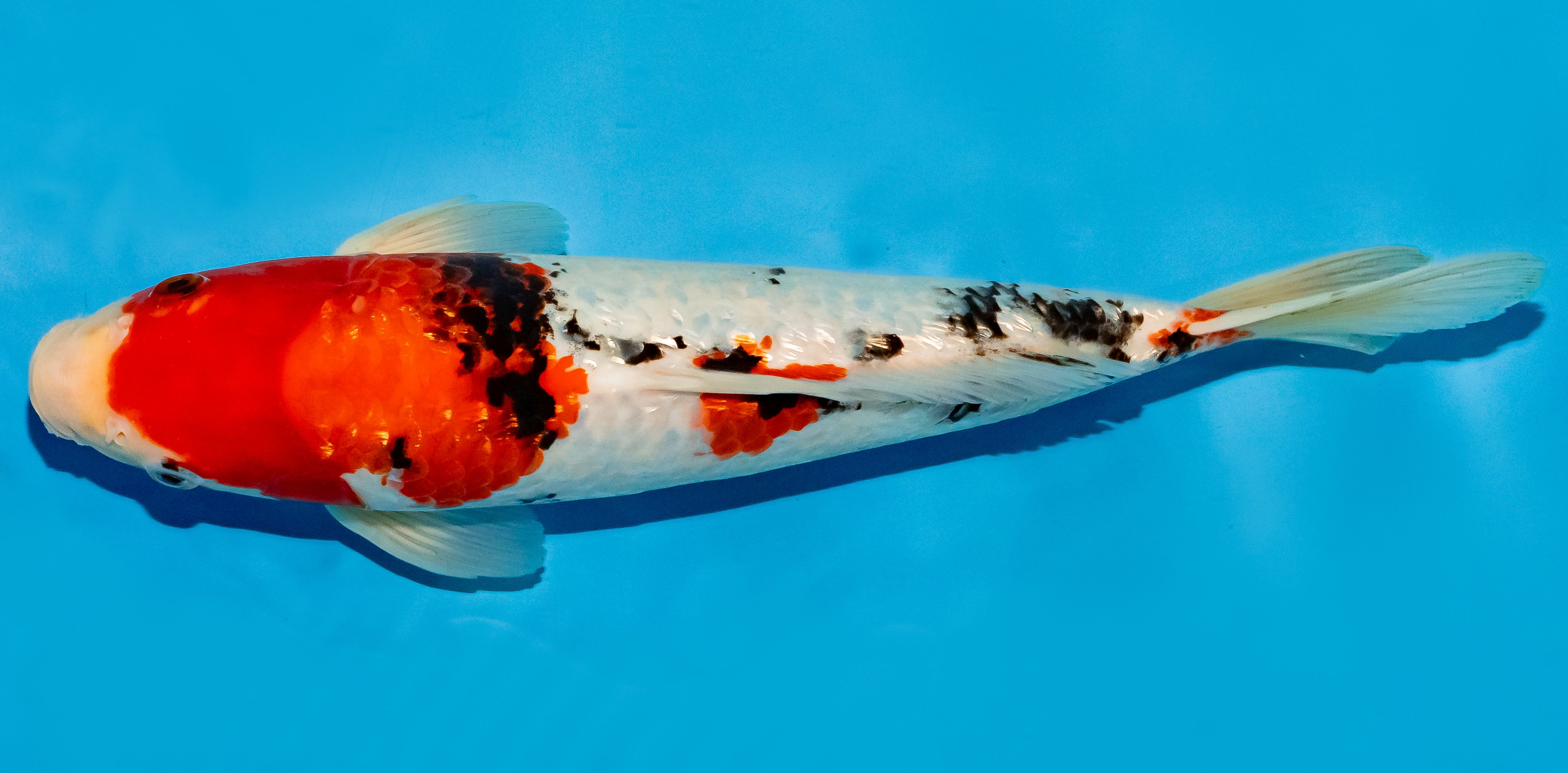 Koi 30-35cm Nr. 5104