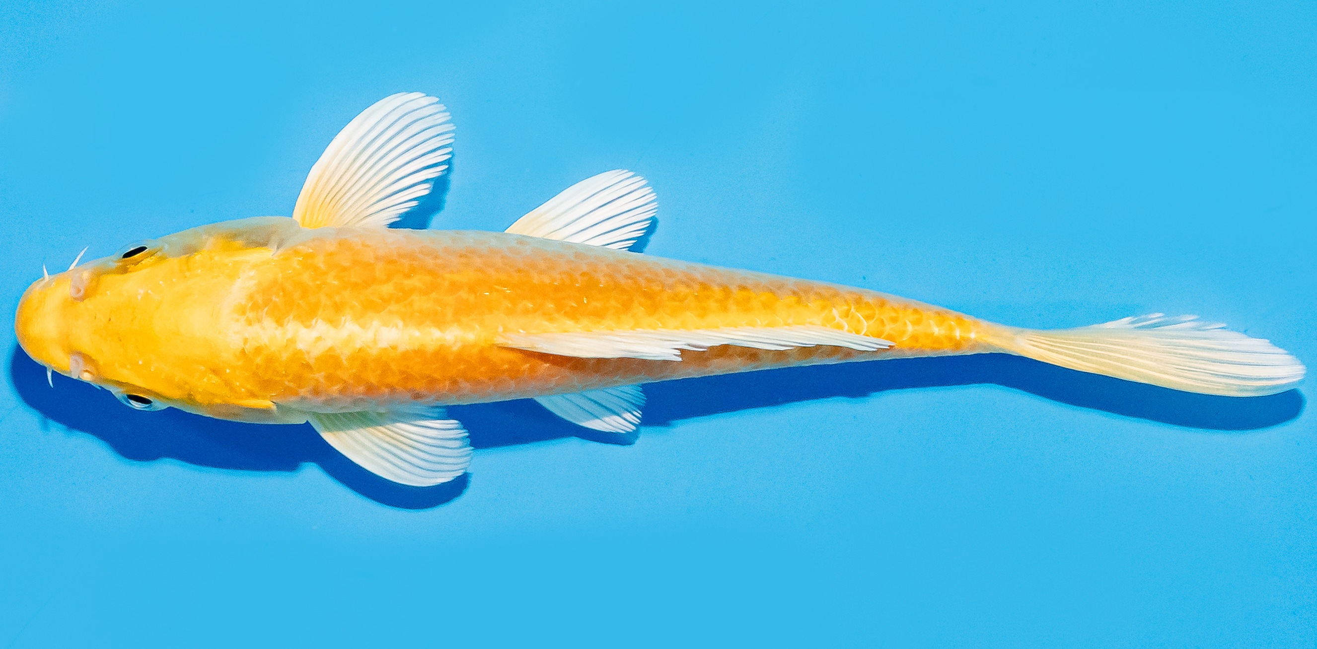 Koi 17-20cm Nr. 7760