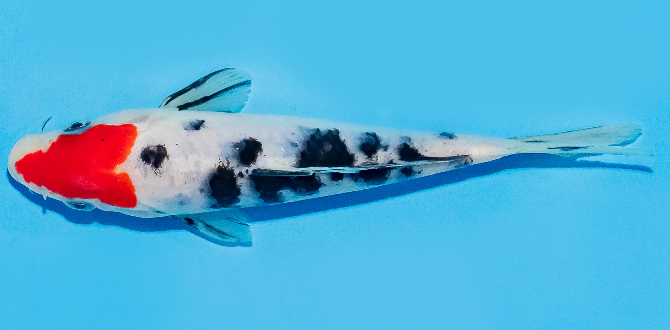Koi 14-17cm Nr. 8065