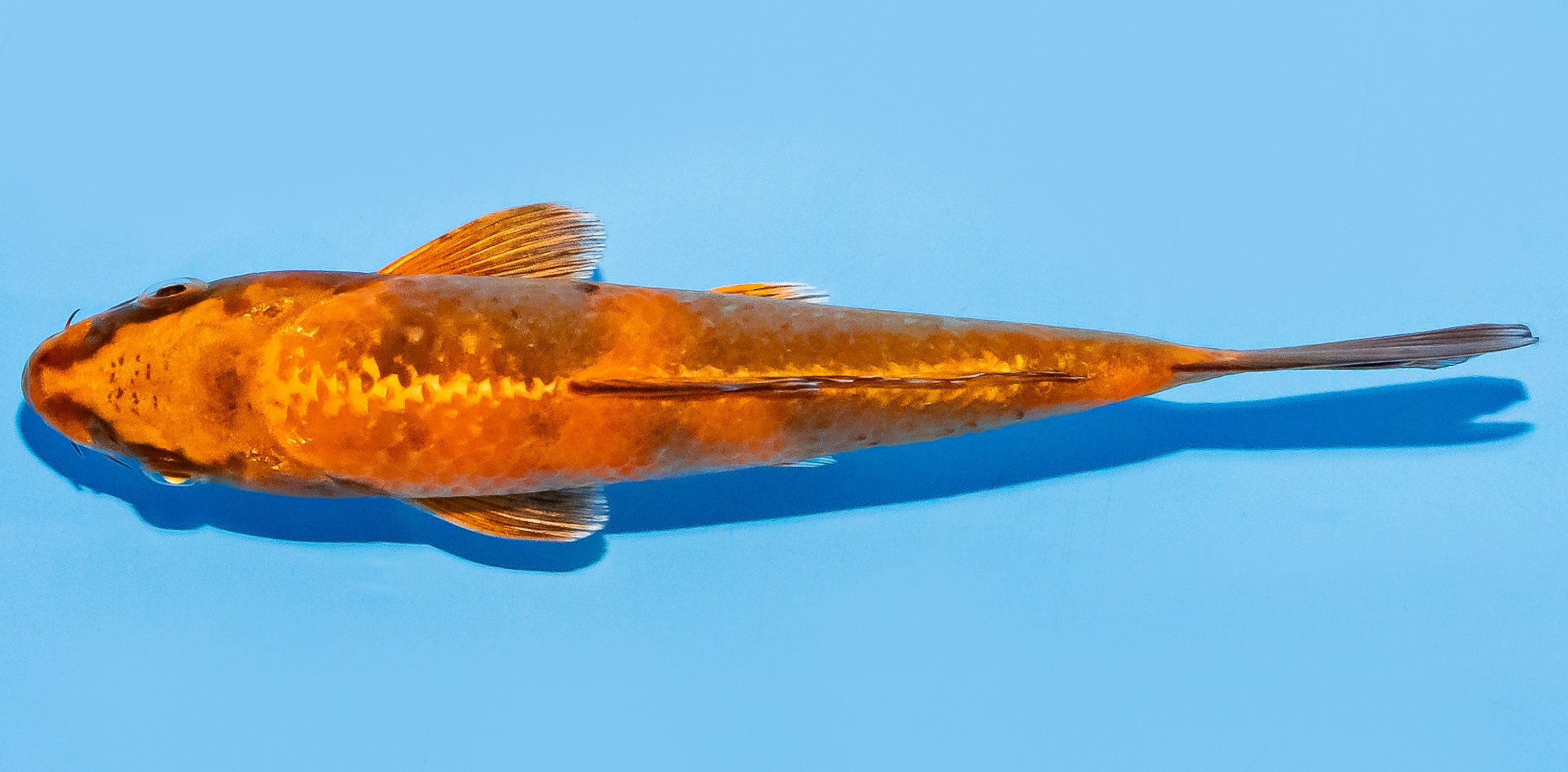 Koi 14-17cm Nr. 8130