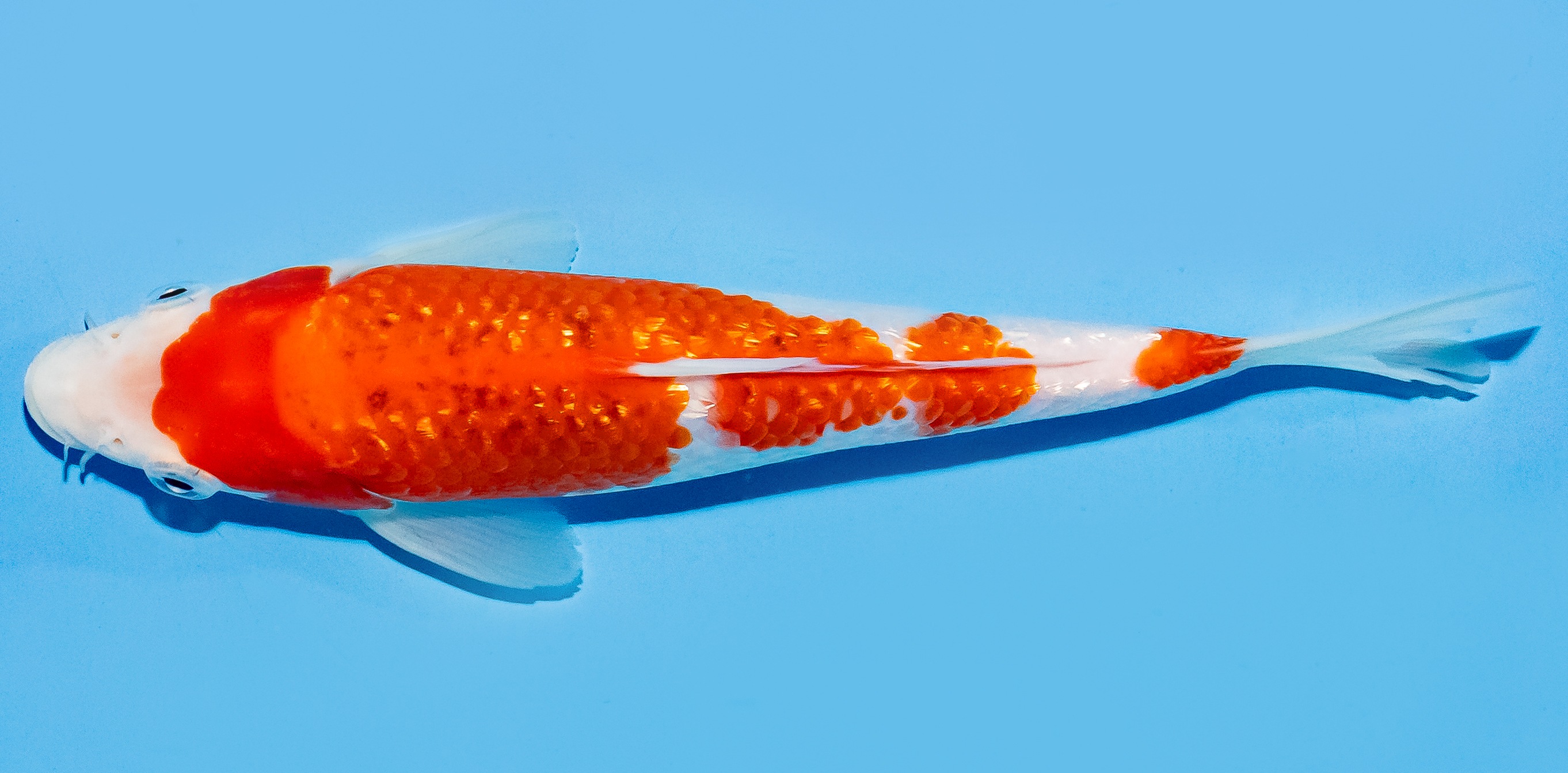 Koi 17-20cm Nr. 7748