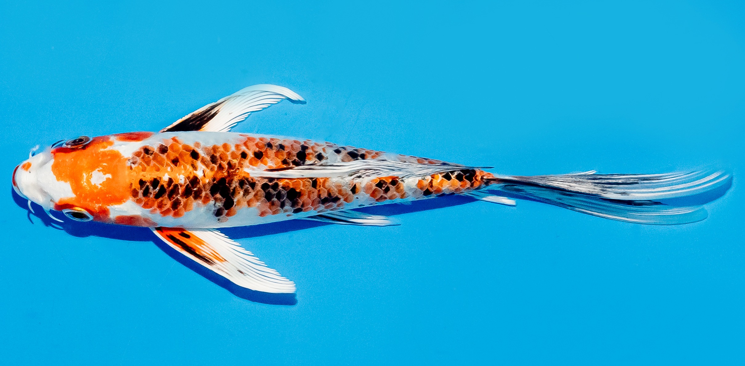 Butterfly Koi 20-25cm Nr. 8558