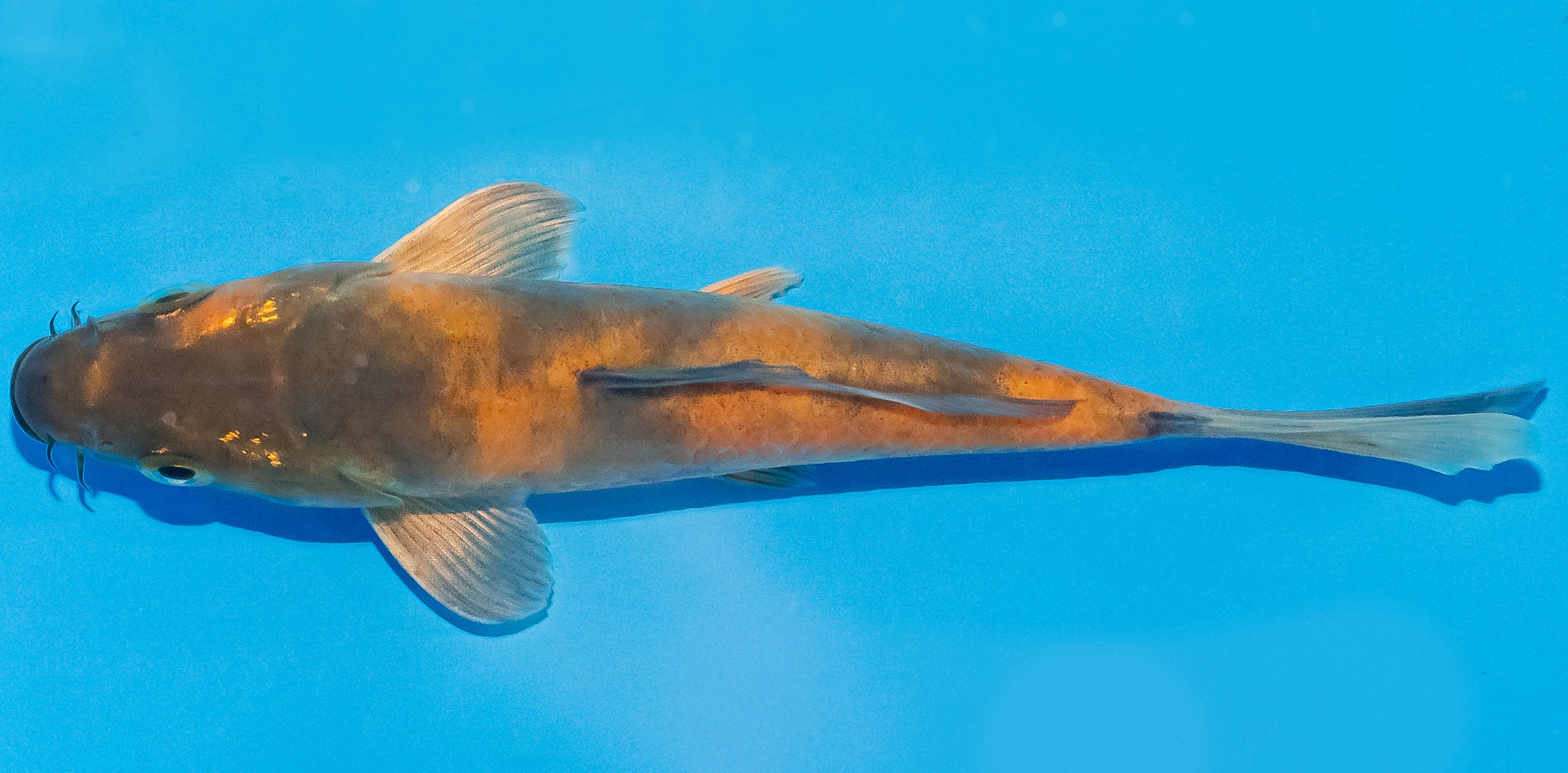 Koi 14-17cm Nr. 2779