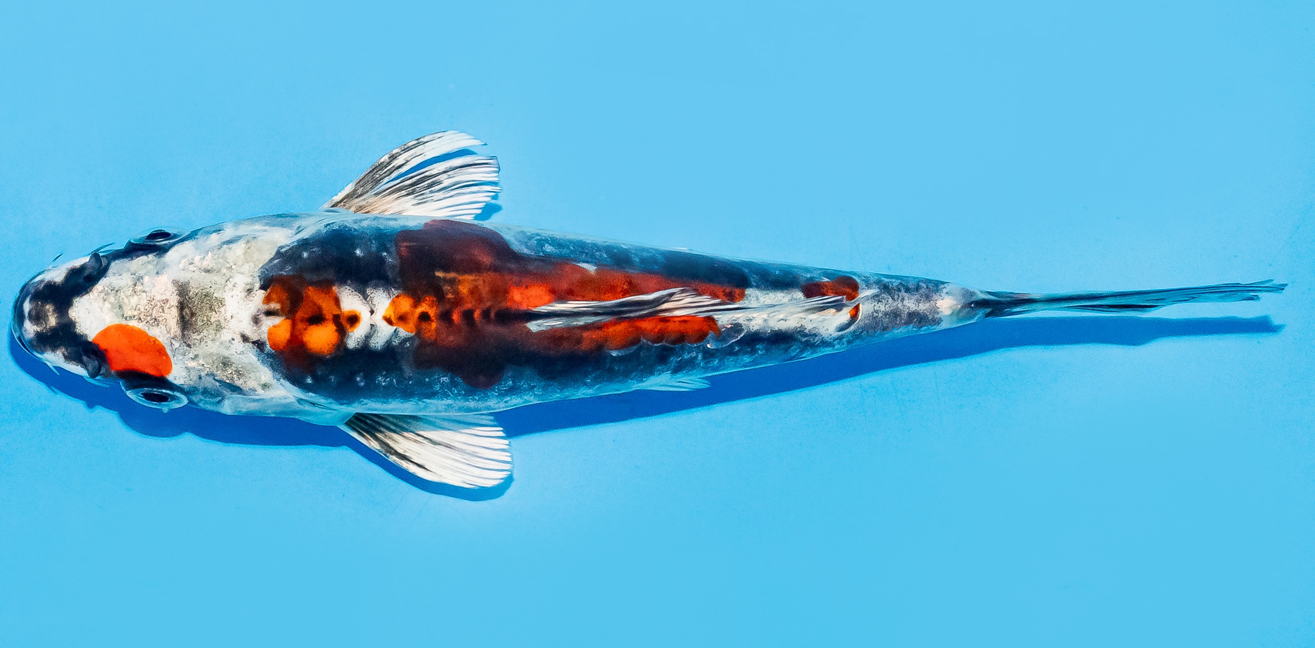Koi 17-20cm Nr. 7811