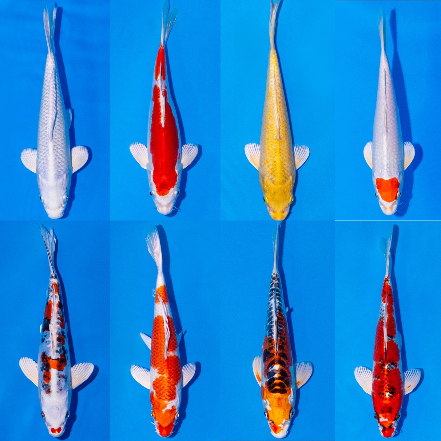 5x Koi Metallic 11-14cm "frachtfrei"