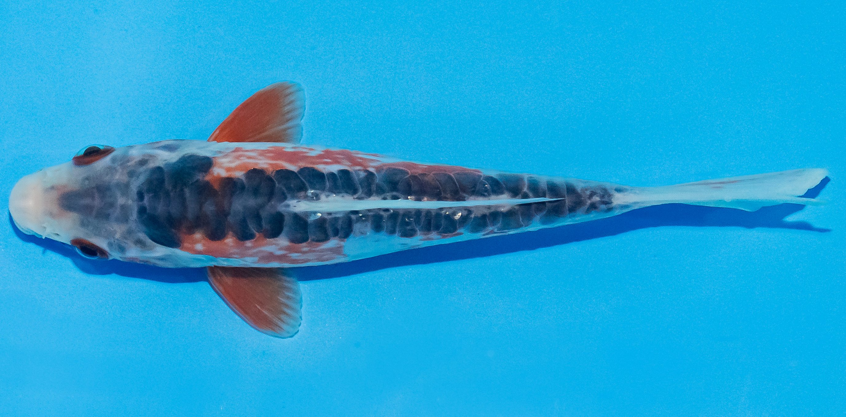 Koi 14-17cm Nr. 2751