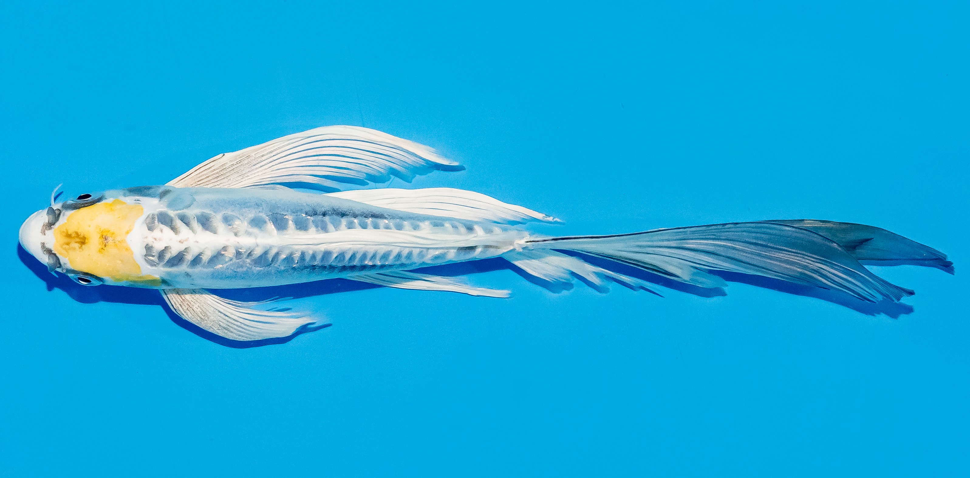 Butterfly Koi 20-25cm Nr. 8545