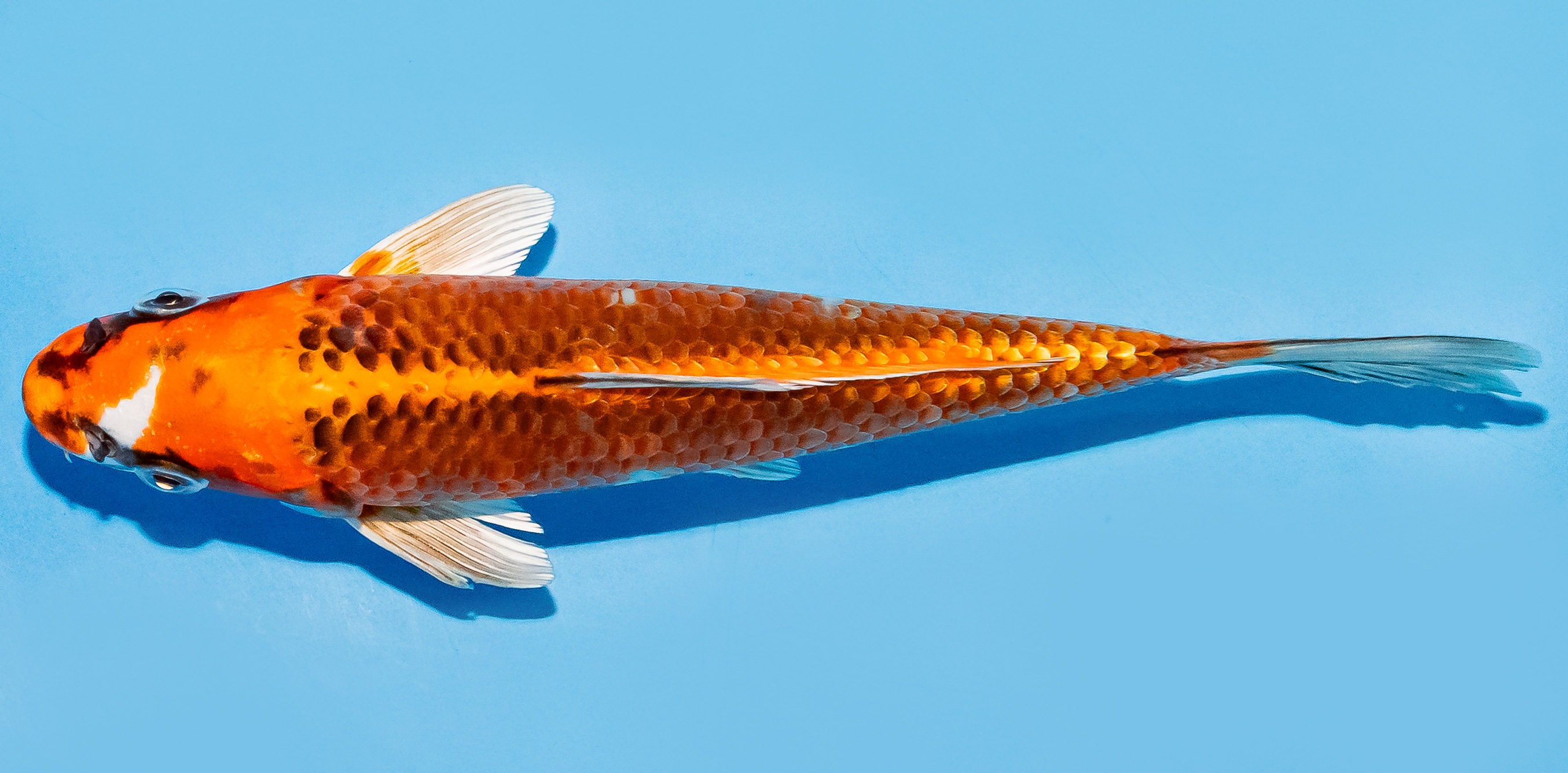 Koi 17-20cm Nr. 7769