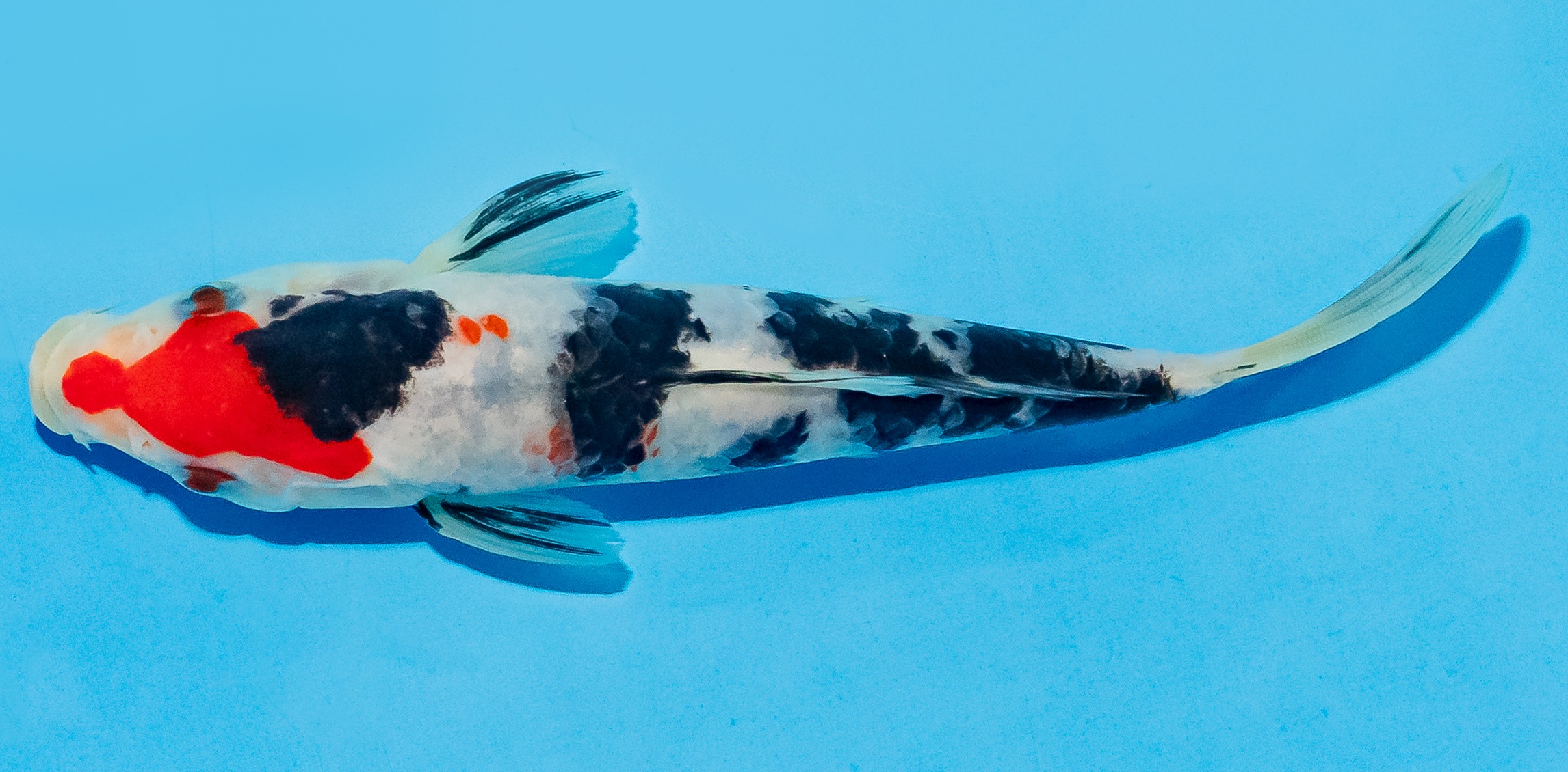 Koi 14-17cm Nr. 8101